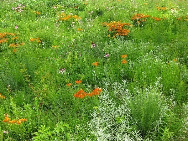 shortgrass meadow.jpg