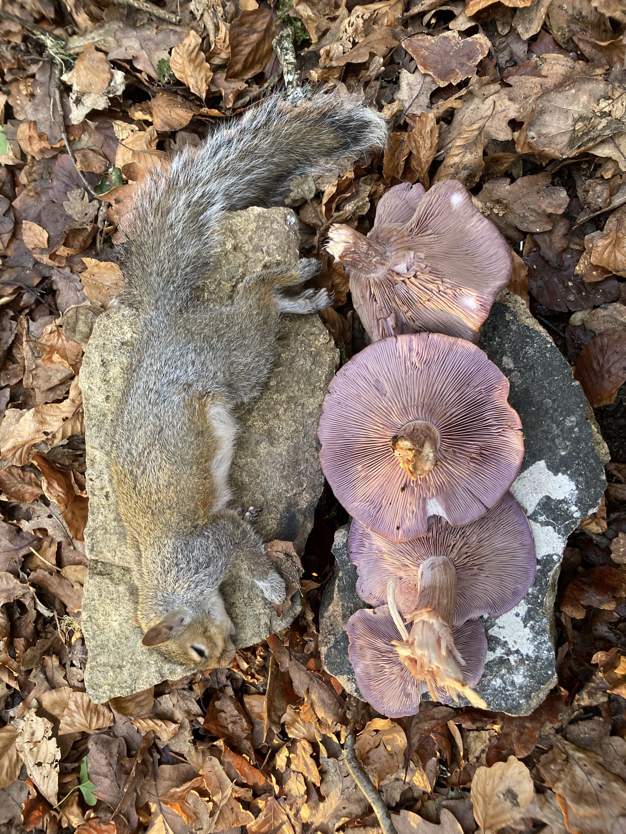 Grey Squirrel Craft, Flint and Foraging 