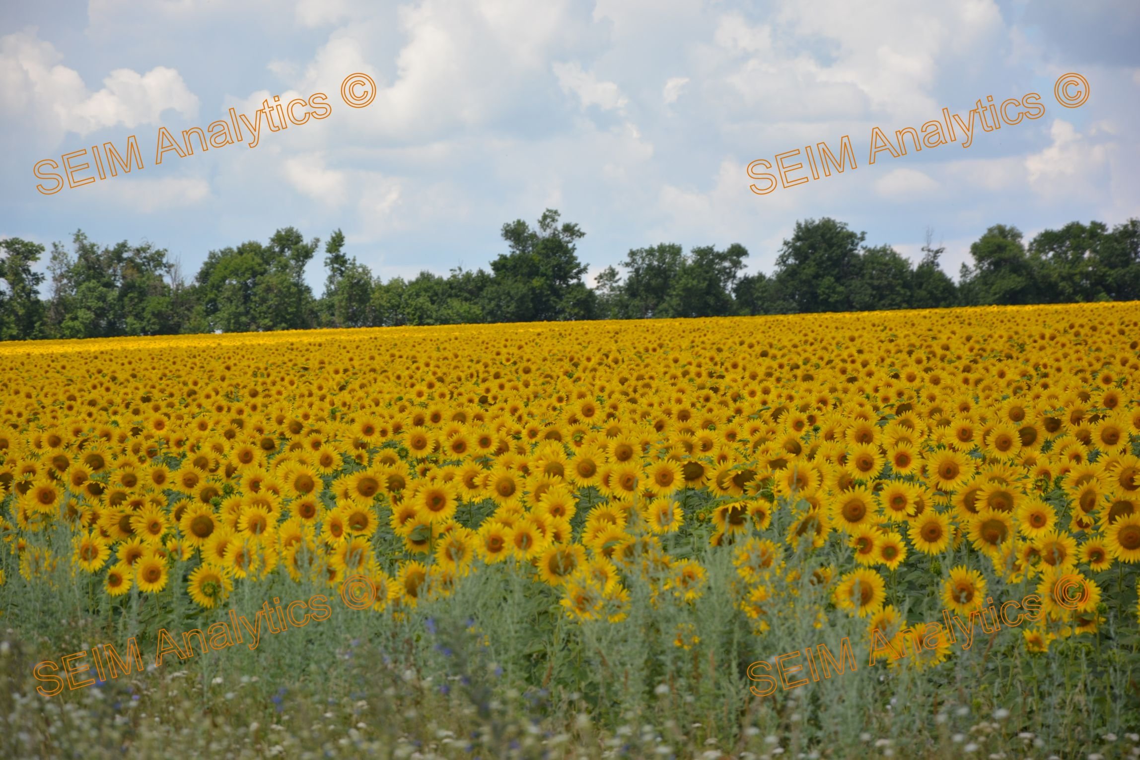 Fields of blooming sunflowers in Dnipro Region, Ukraine, 2019.