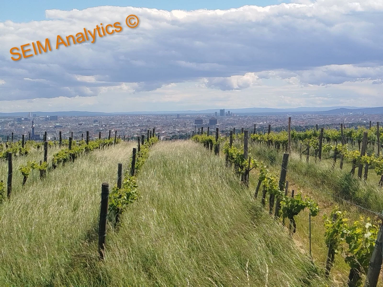 Vineyard with rows of grapevines on the Nußdorf hillside overlooking Vienna City. Since a wine scandal in 1985, Austrian wine industry has grown to prominence and quality controls a strict. One can enjoy precious but moderately prices Austrian wines!