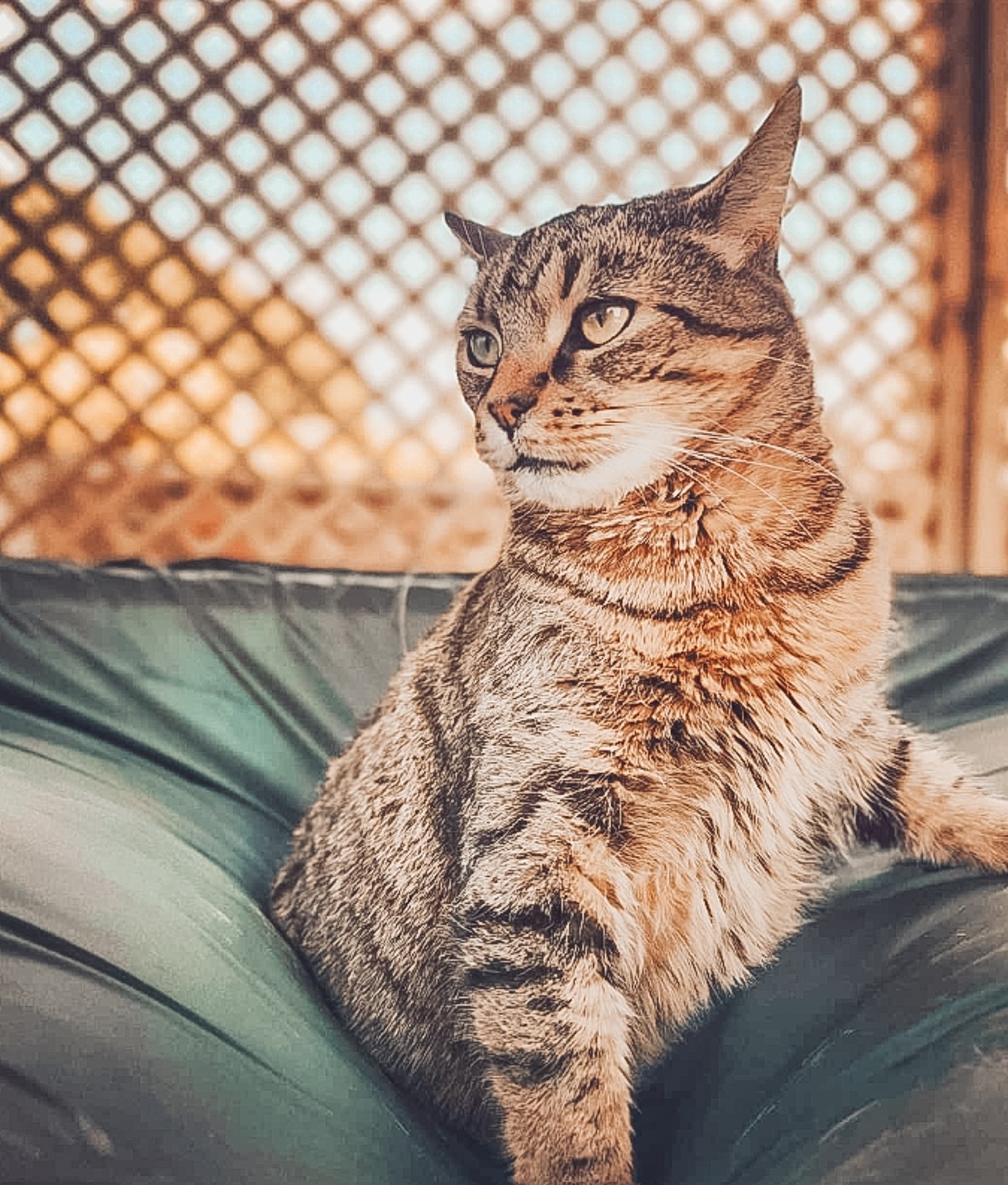 bella.jpg