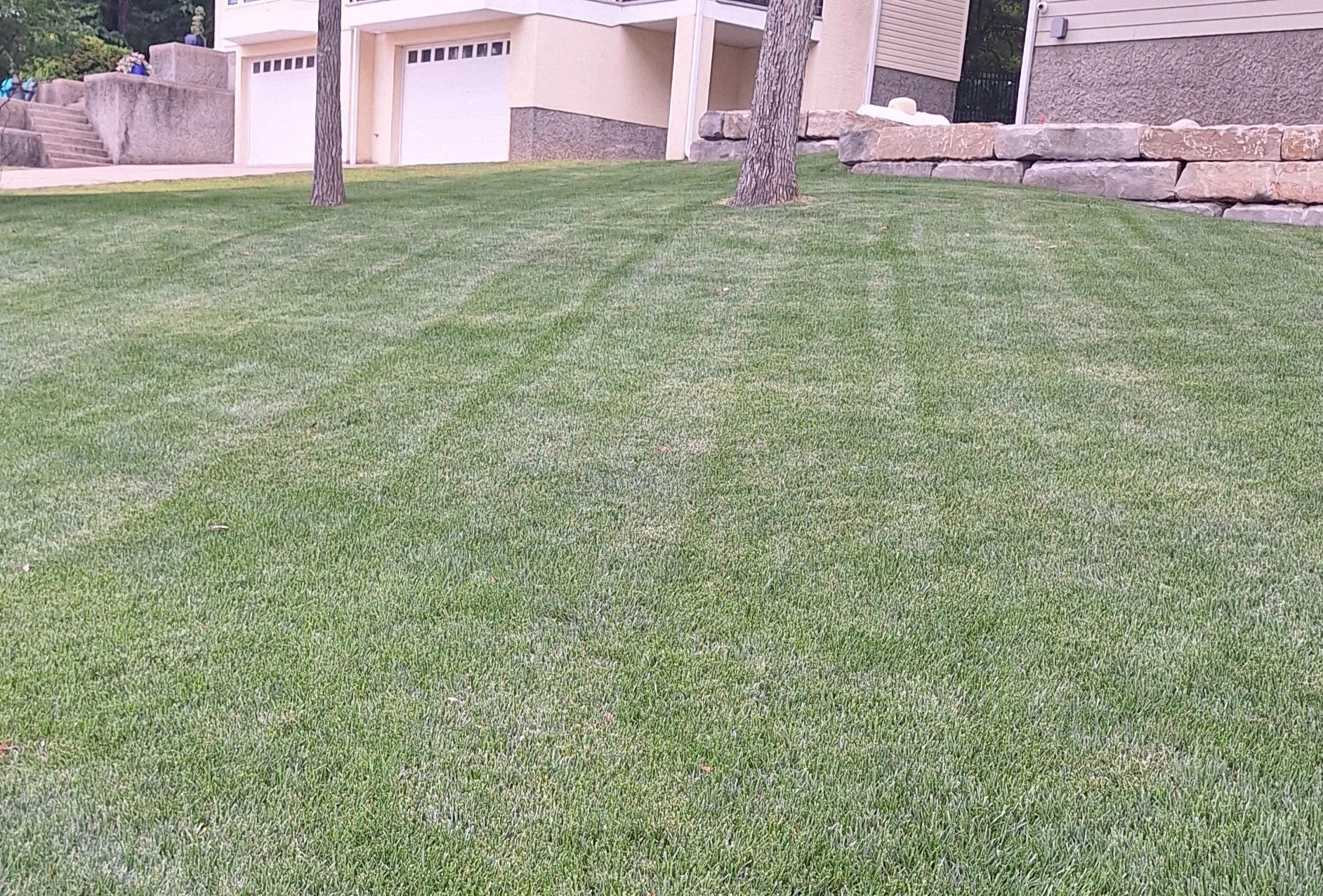 Progress photo, 6 months after sod was installed