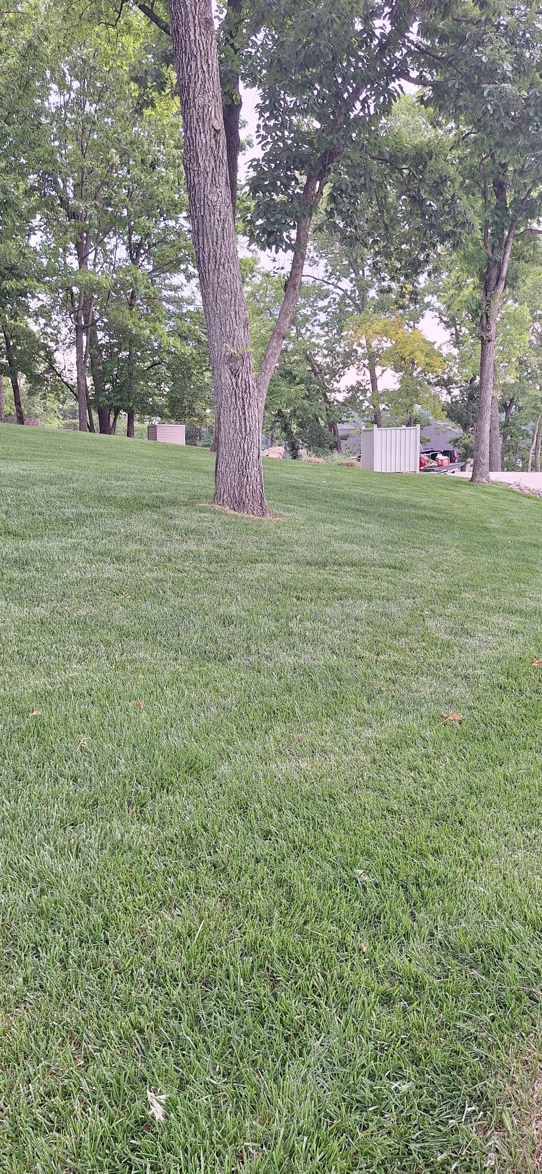 Progress photo, 6 months after sod was installed
