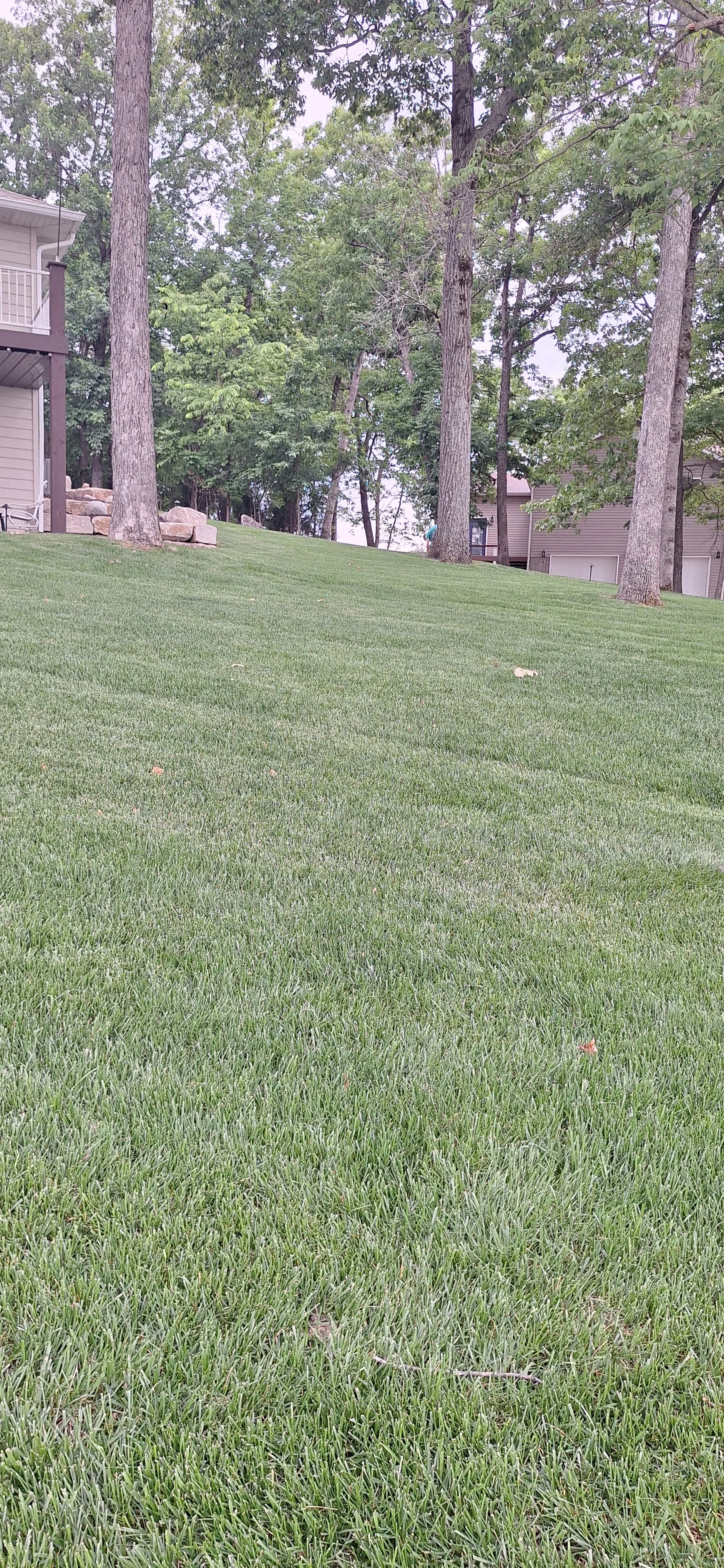 Progress photo, 6 months after sod was installed