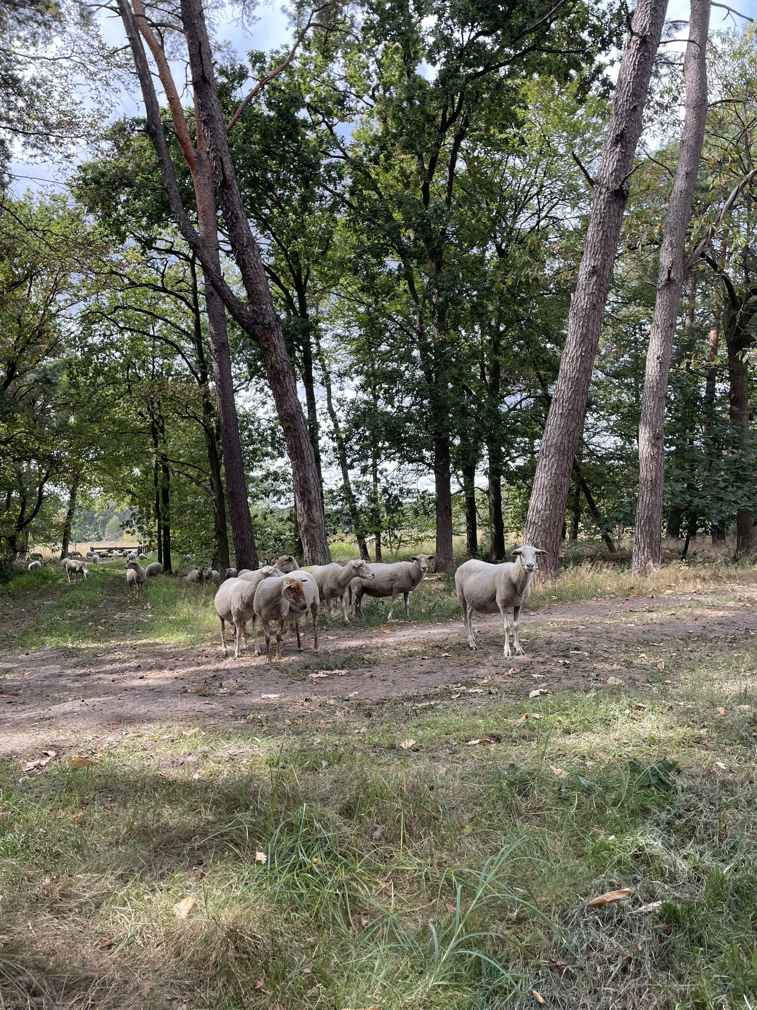 IMG_3076.jpeg