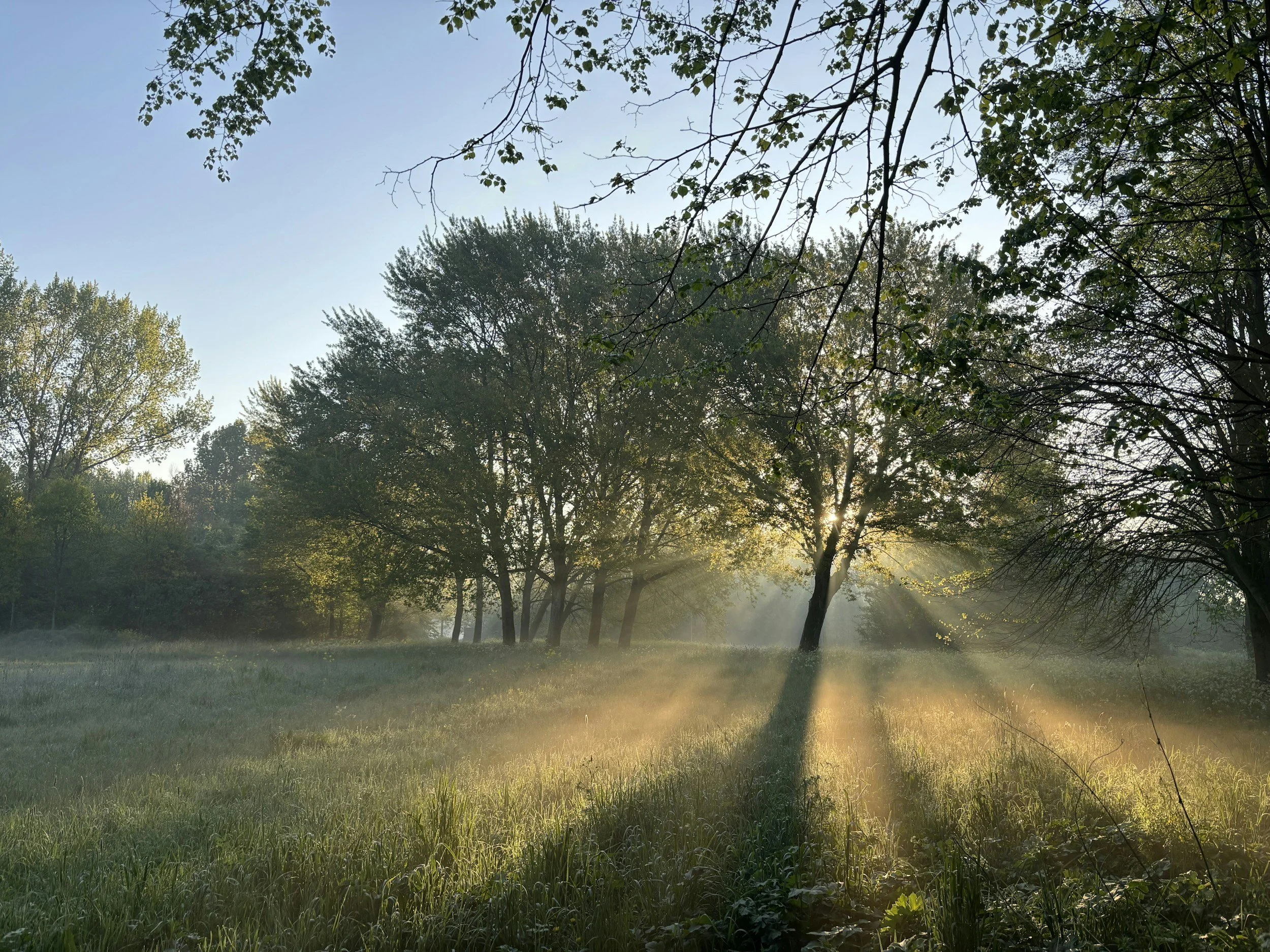 Sunlight streaming through trees onto a quiet grassy field in the early morning.