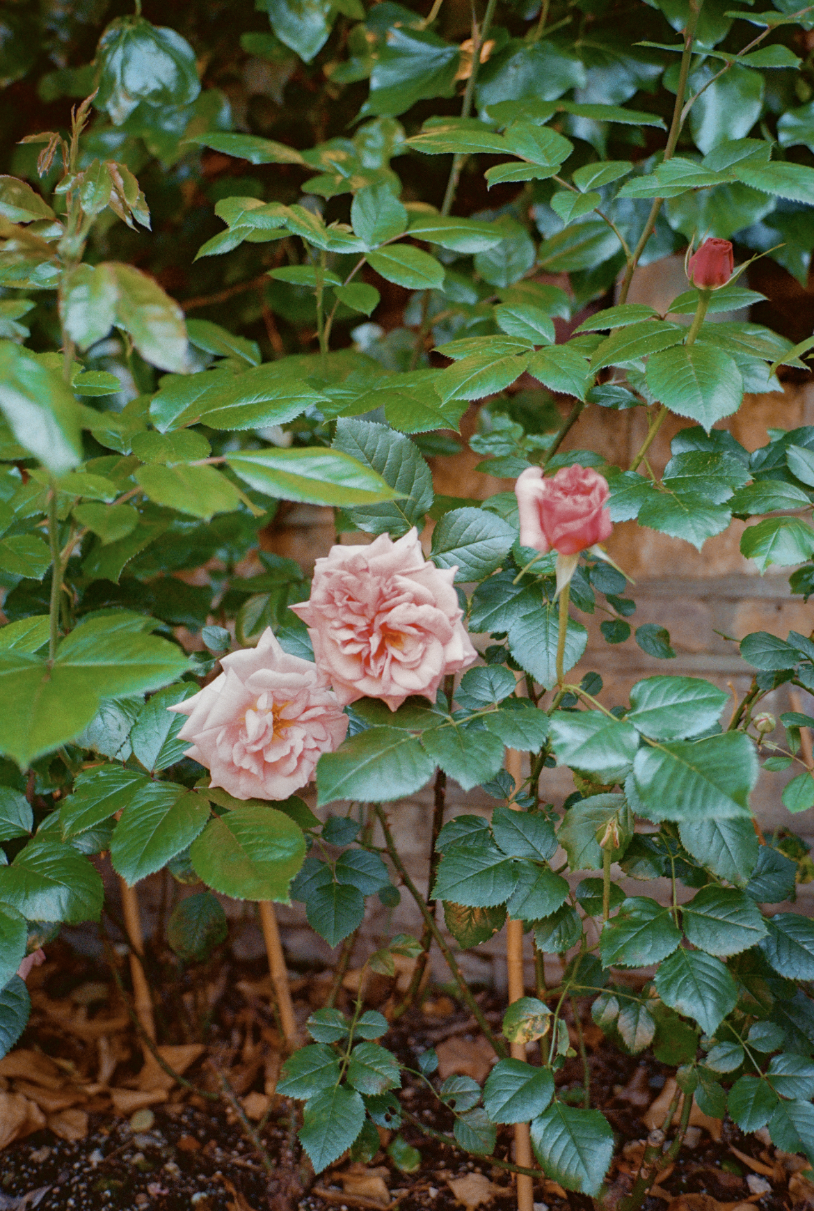 Pink rose flowers with lush green leaves in a garden setting.