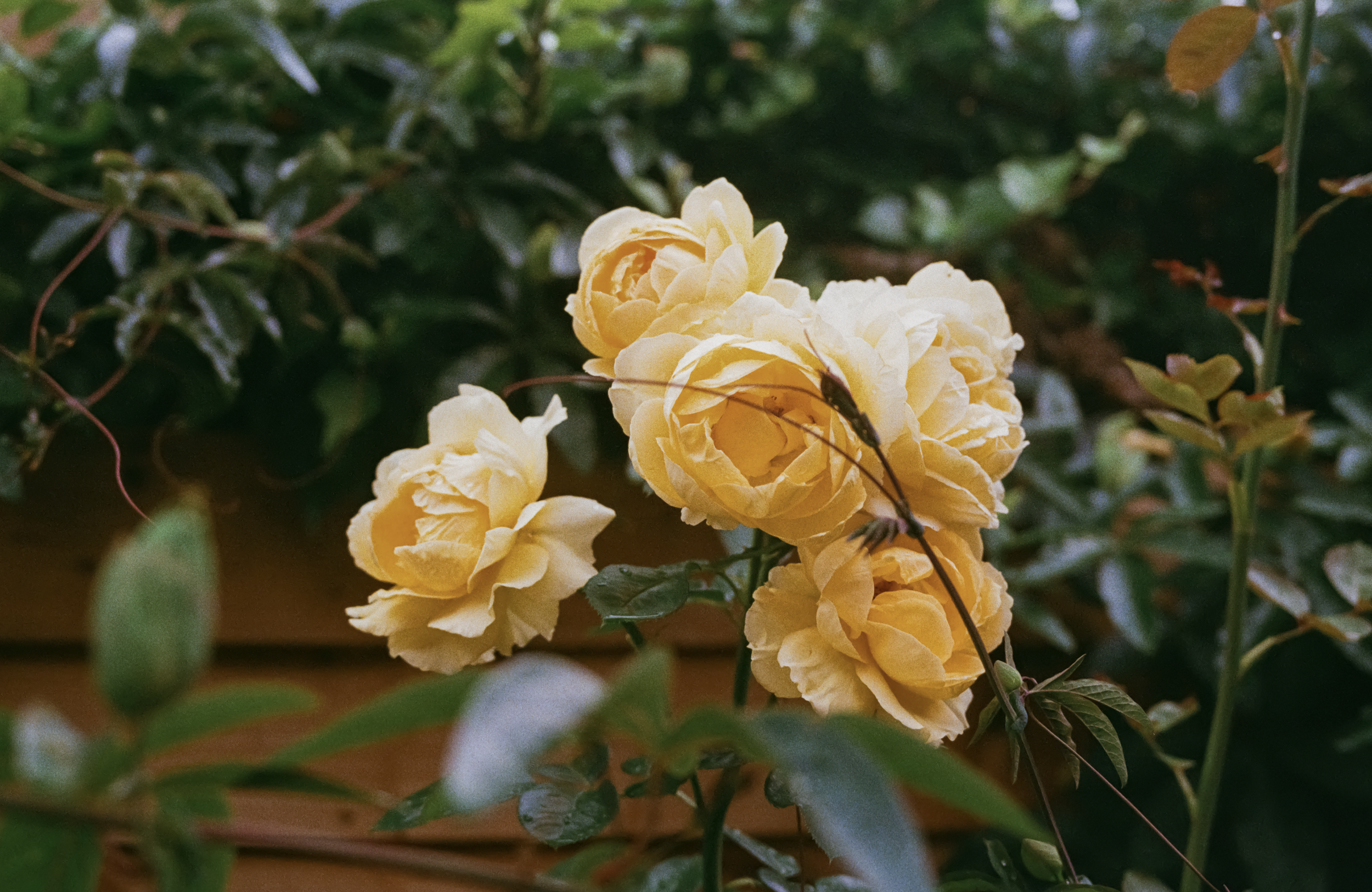 Cluster of yellow roses blooming among green foliage.