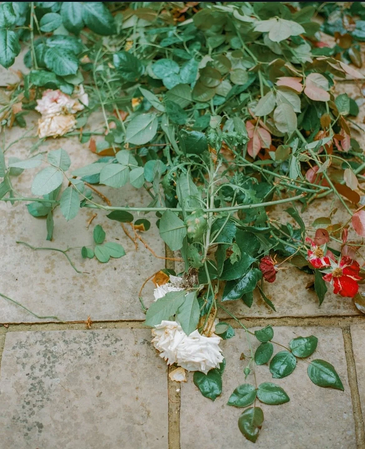 Flowers and leaves scattered on a tiled pavement.