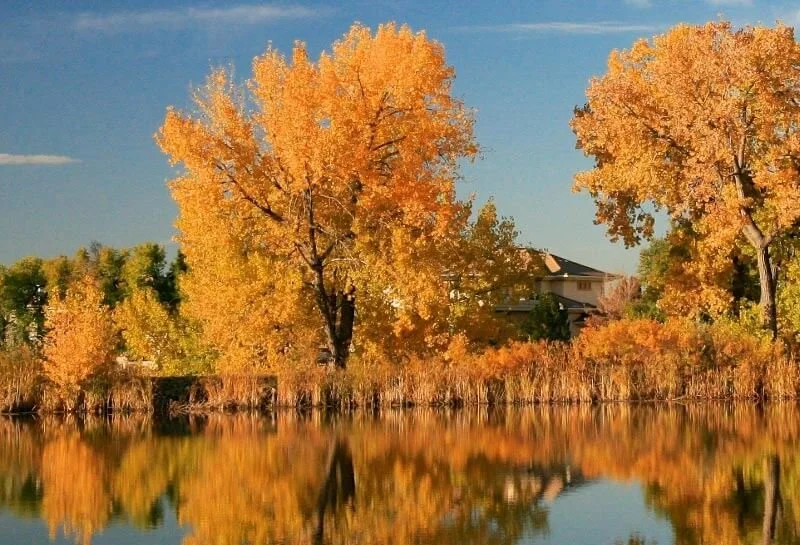 Wild Man’s Fall Tips to Prepare Trees for Winter