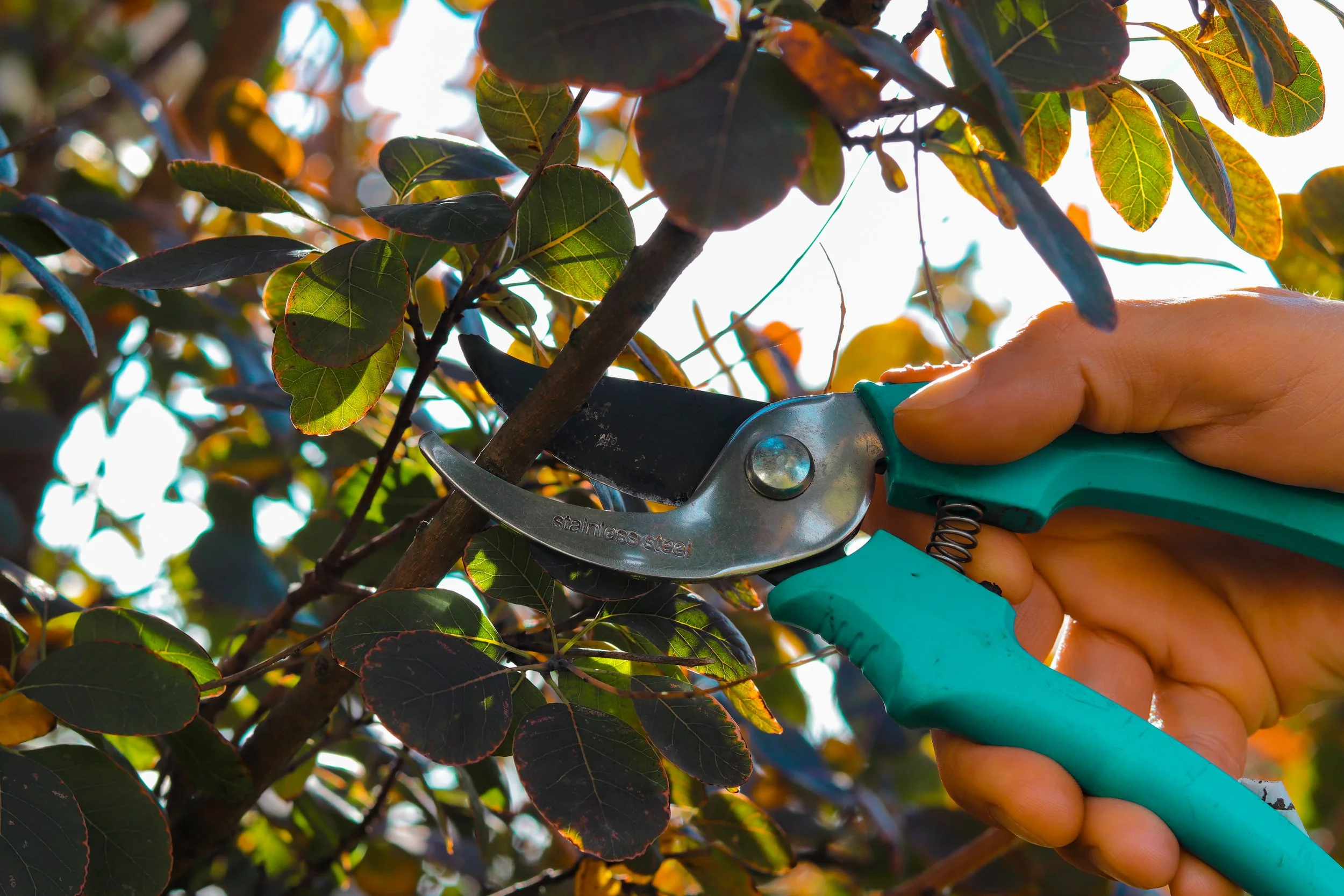 A Wild Man’s Guide To Winter Time Pruning