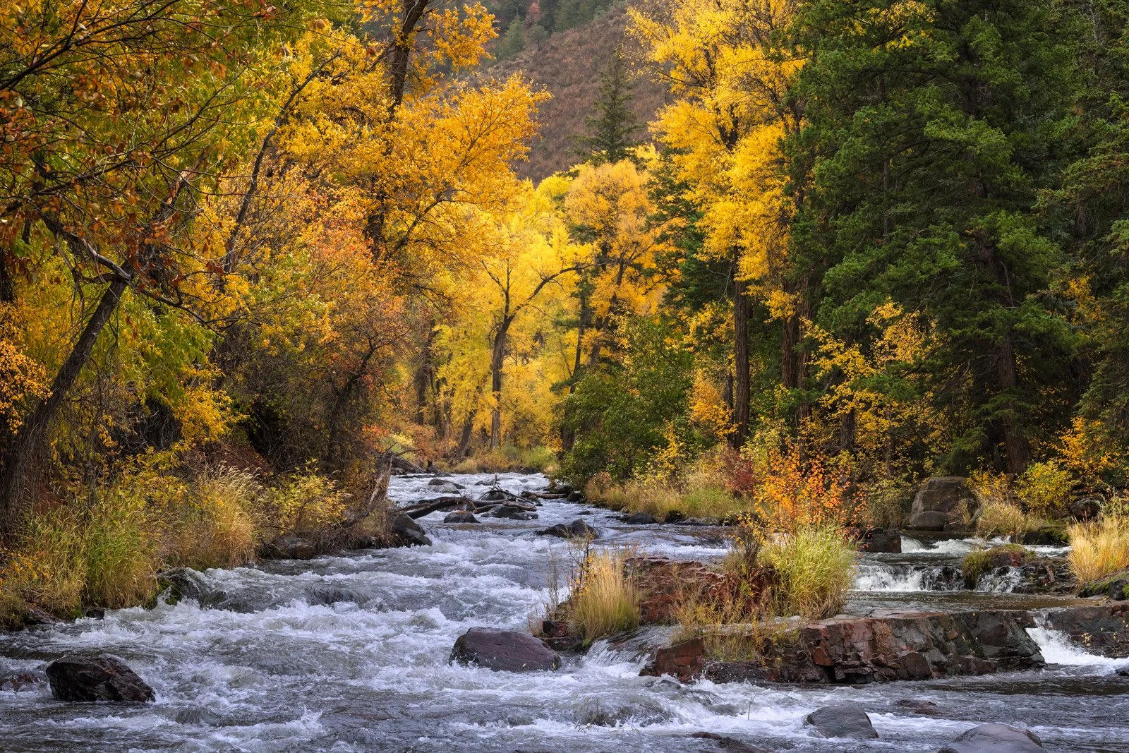 Picking Trees in Colorado: Understanding Native Trees, Urban Forests, and Smart Planting Choices