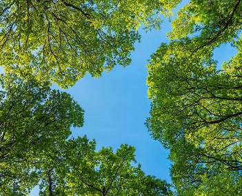 Wild Man’s July Tree Guide: Beat the Heat, Stop the Beetles, and Spot Stealth Invaders