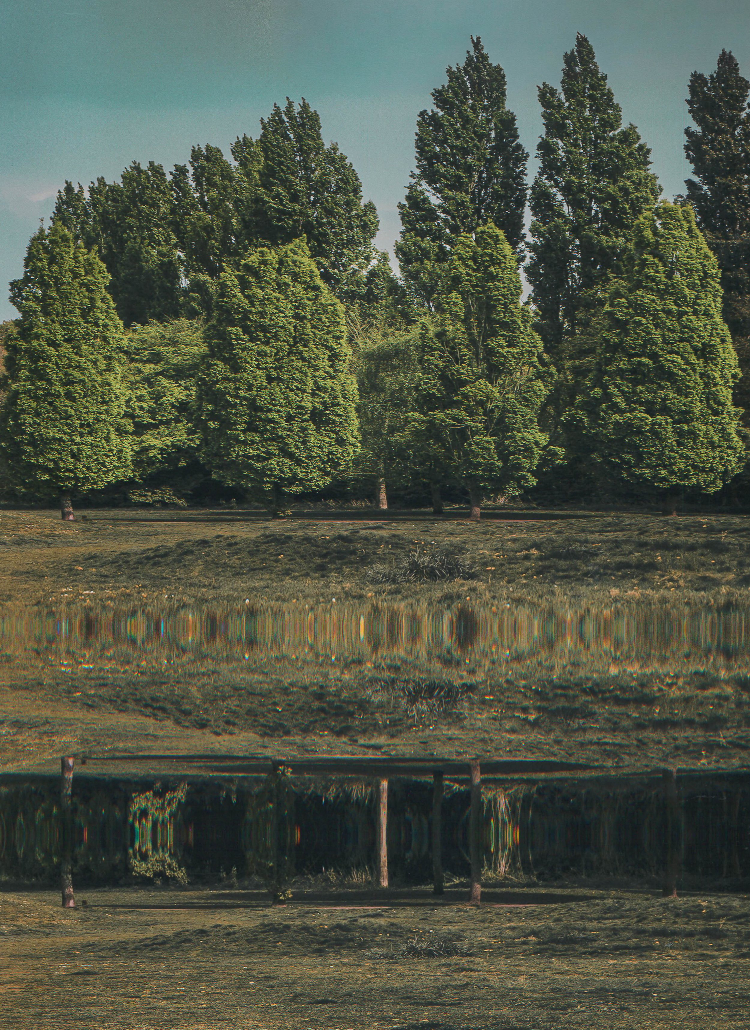 Scanography Forest