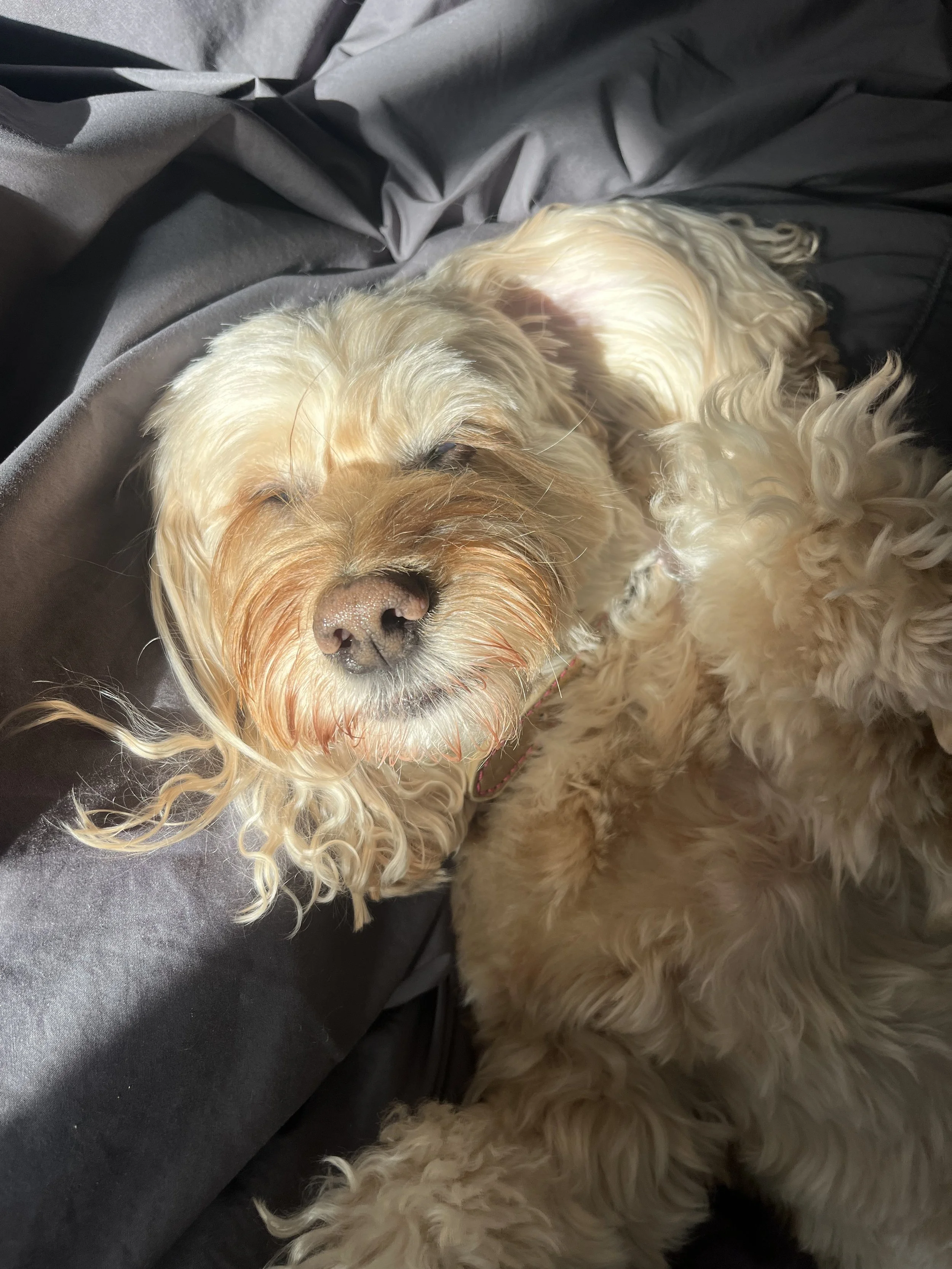 happy dog after home dog visit by professional dog carer