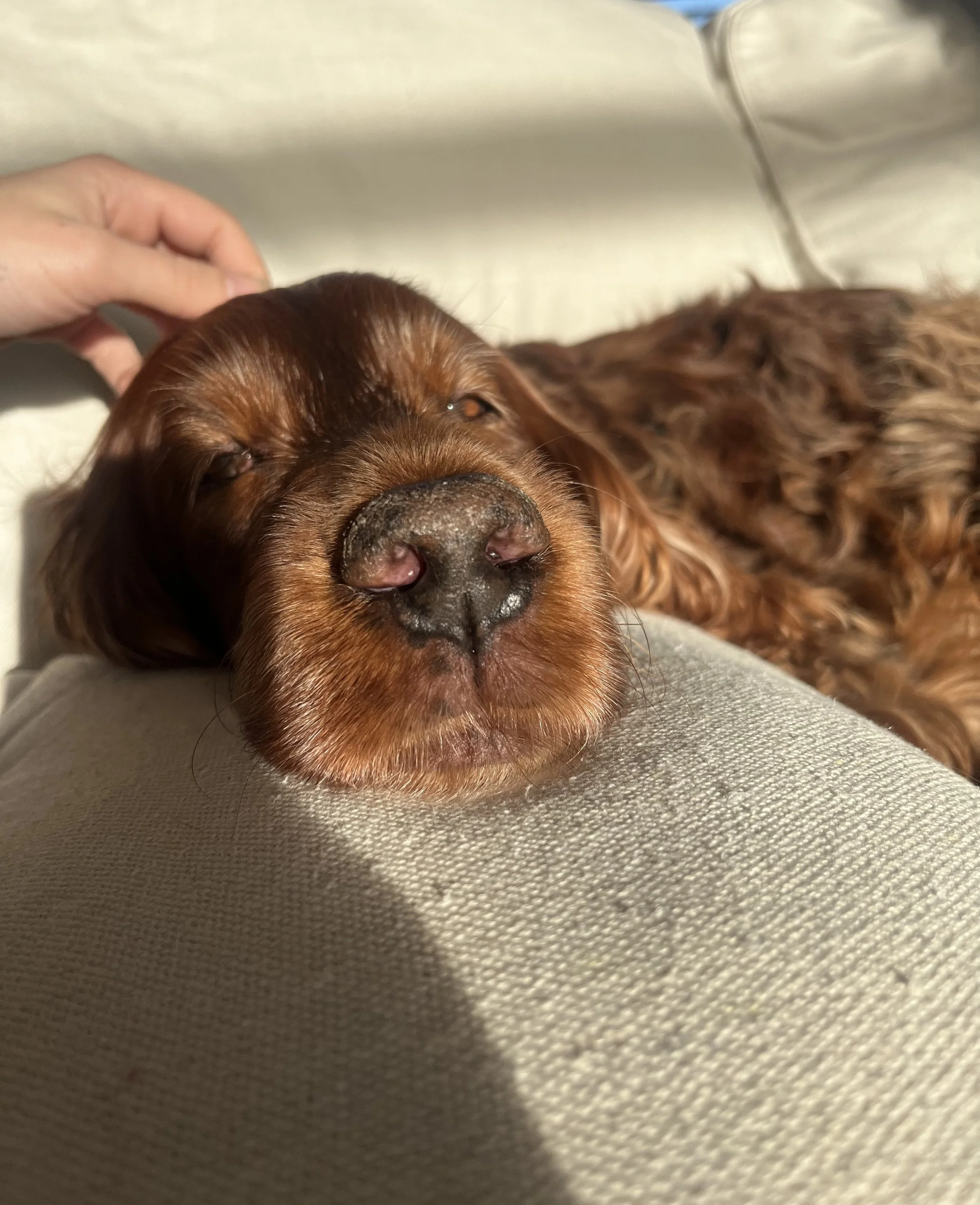 comfortable dog in the care of professional dog trainer