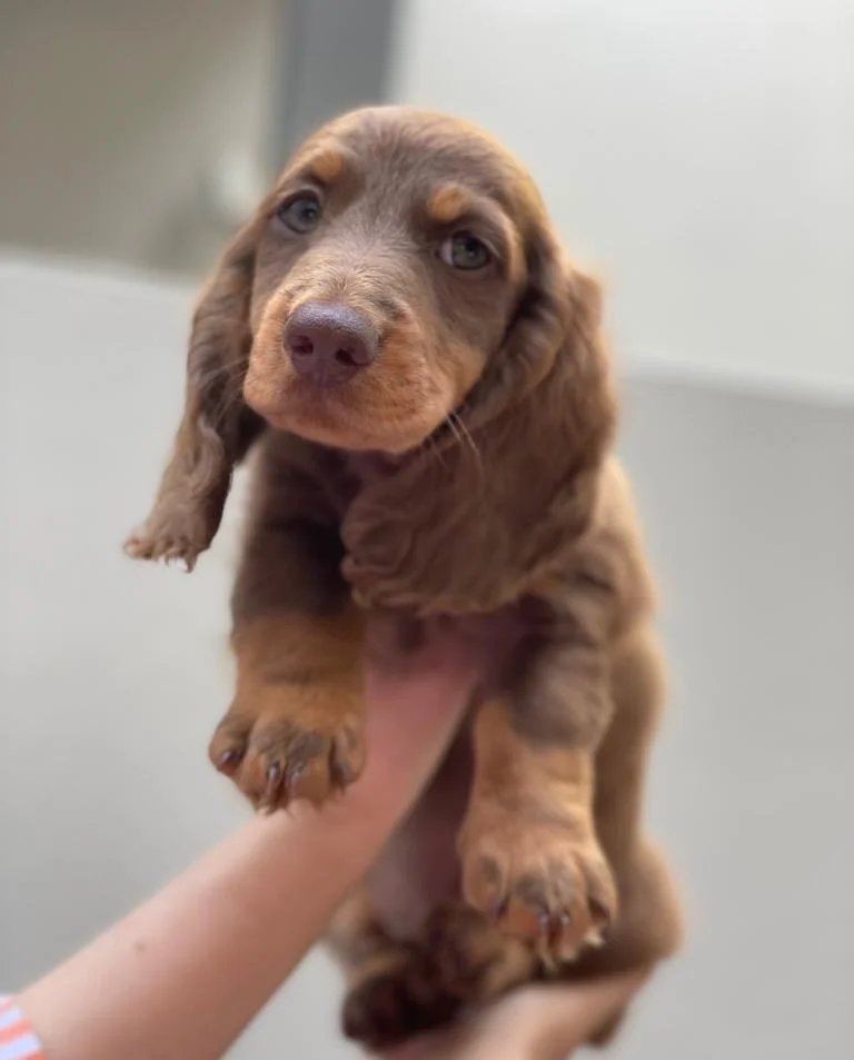 puppy visits in south manchester by professional dog carer