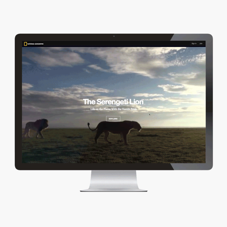 SerengetiLionGif-Animated02.gif