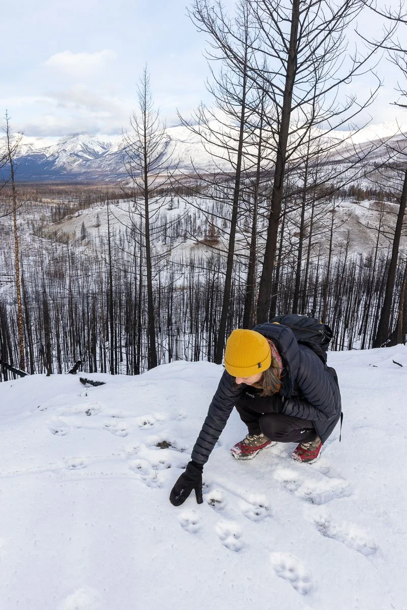 Canadian Wildlife Magazine: After Burn