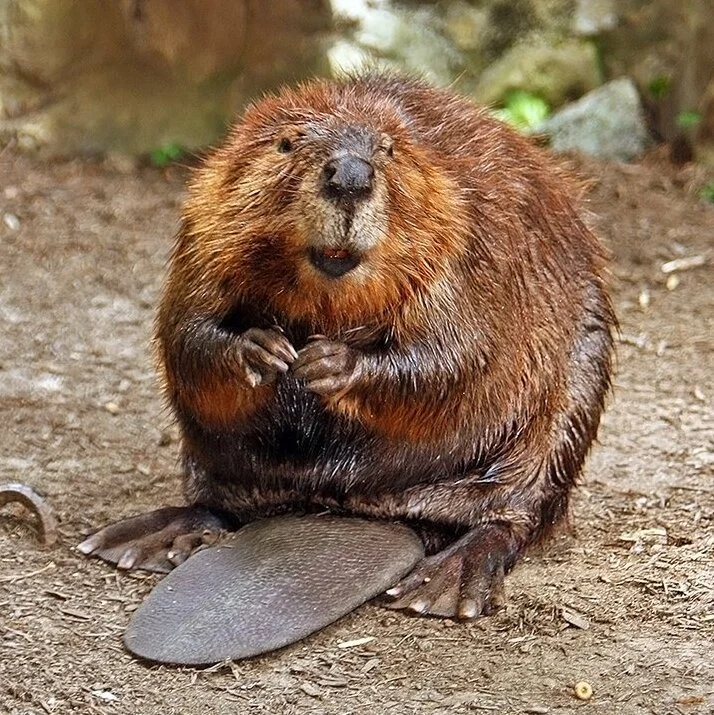 Canadian Wildlife: Furry Climate Superheroes