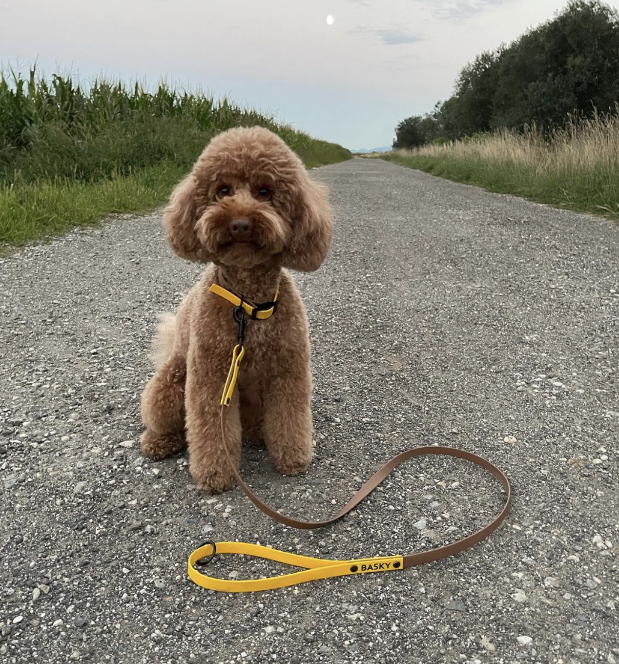 Screenshot 2024-11-15 at 06.54.49 2.PNG