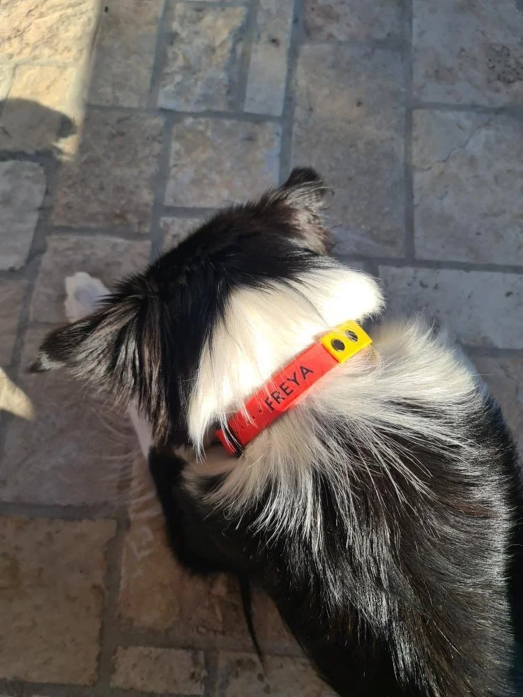 0789CDEF-91D4-46EA-8030-95752F304C71 2.JPG