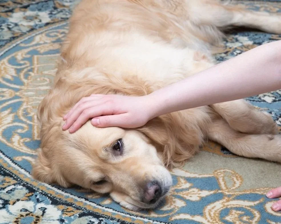 Pet Poison Awareness Month - How Pet Professionals Can Raise Welfare Standards.