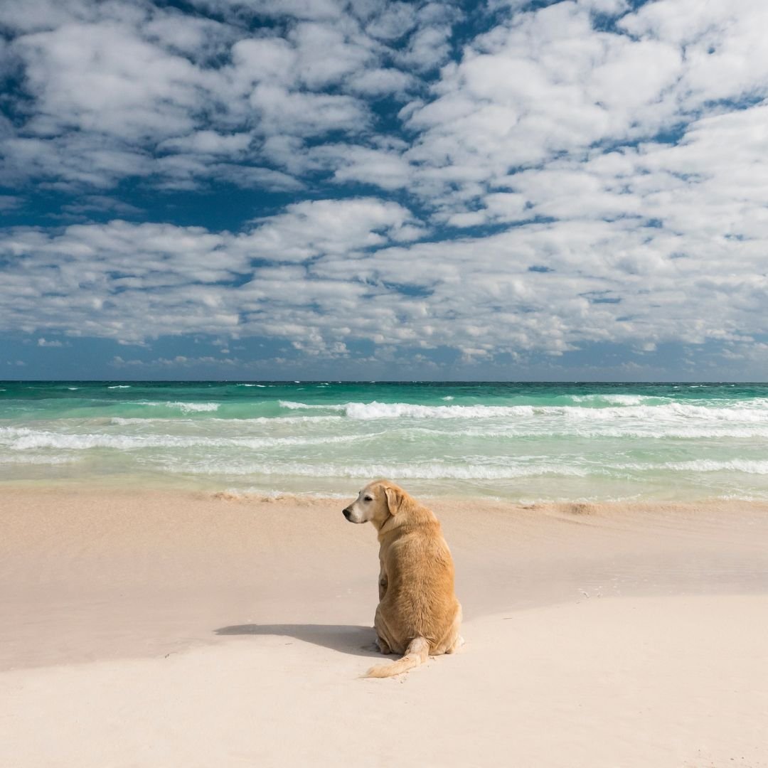 Pet Travel to the EU:                               New Rules from 22 April 2026