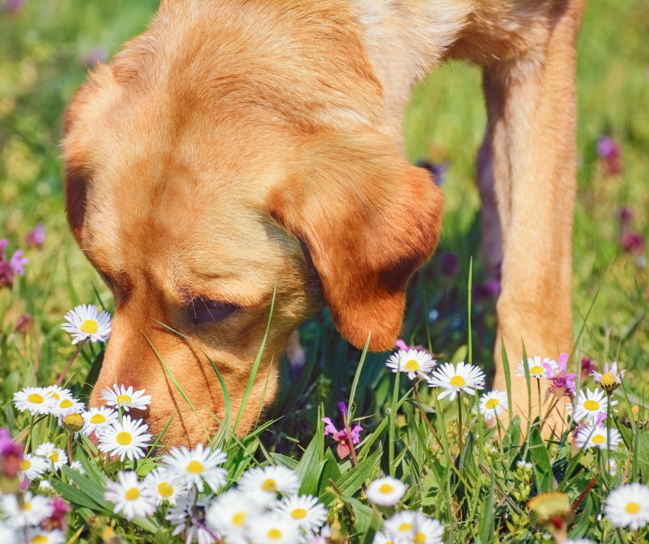 Toxic Plants for Dogs in the UK: A Guide for Pet Professionals