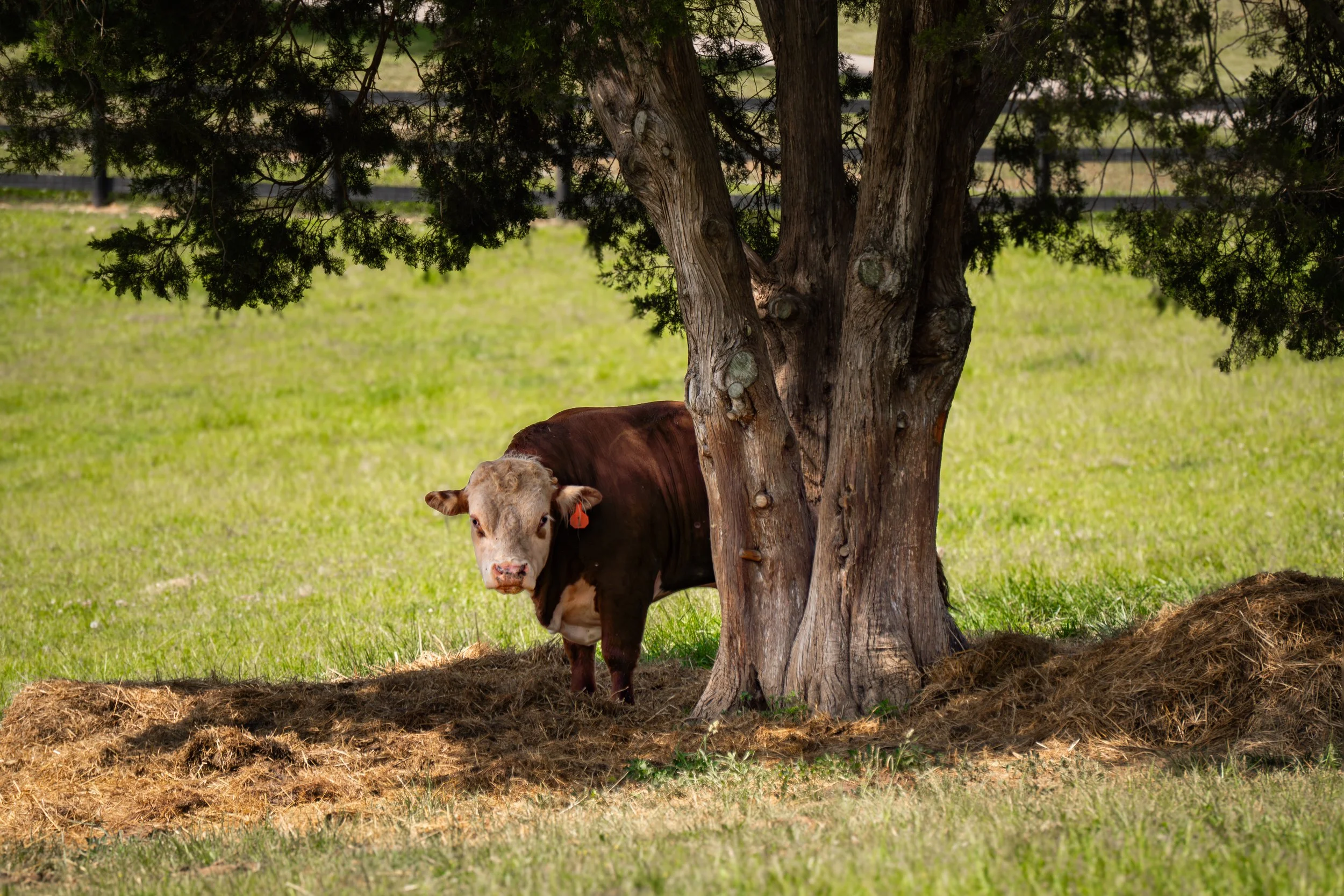 Mini Hereford Cow Springfield1