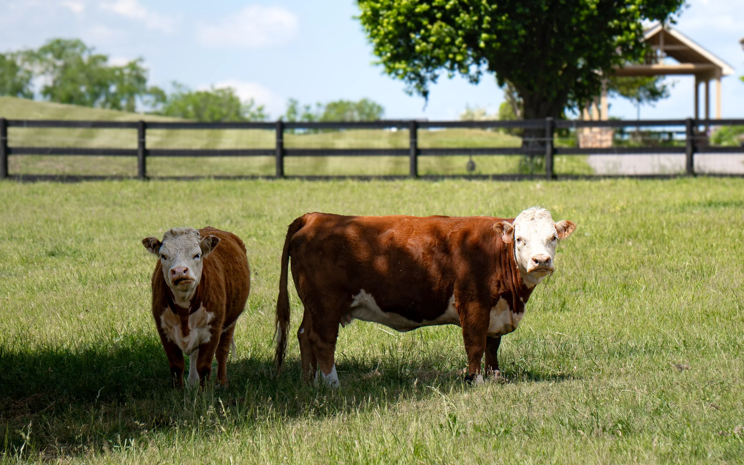 Mini Hereford Cows Springfield1