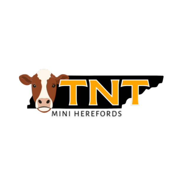 TNT Mini Herefords