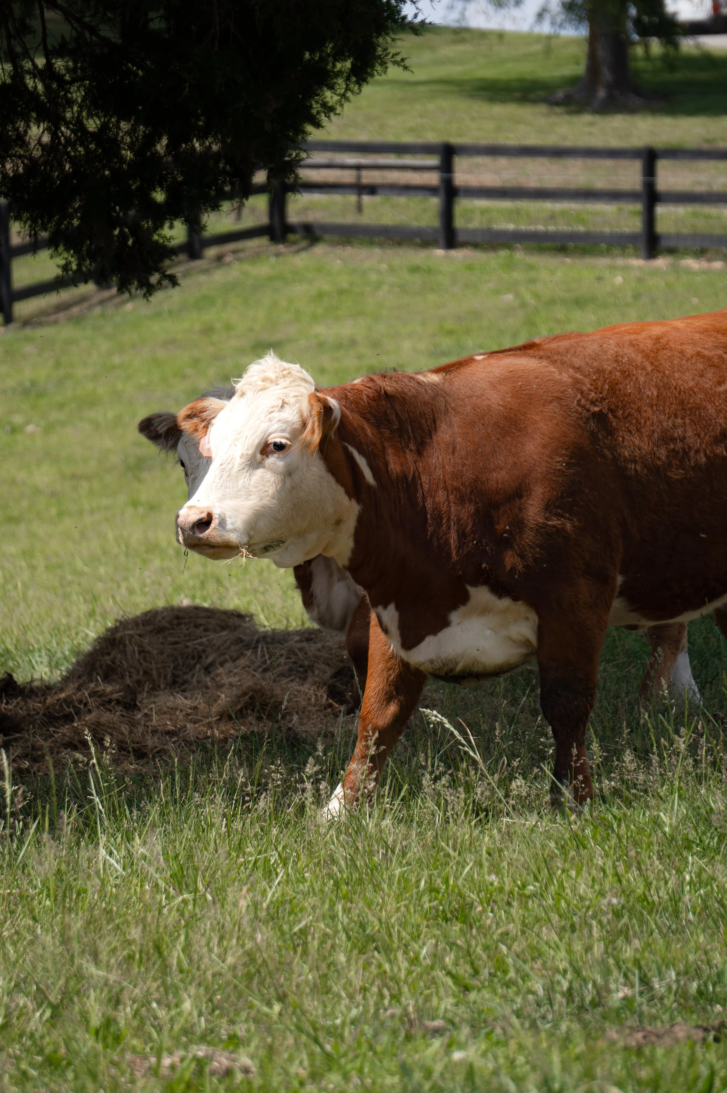 Mini Hereford Cow Springfield2