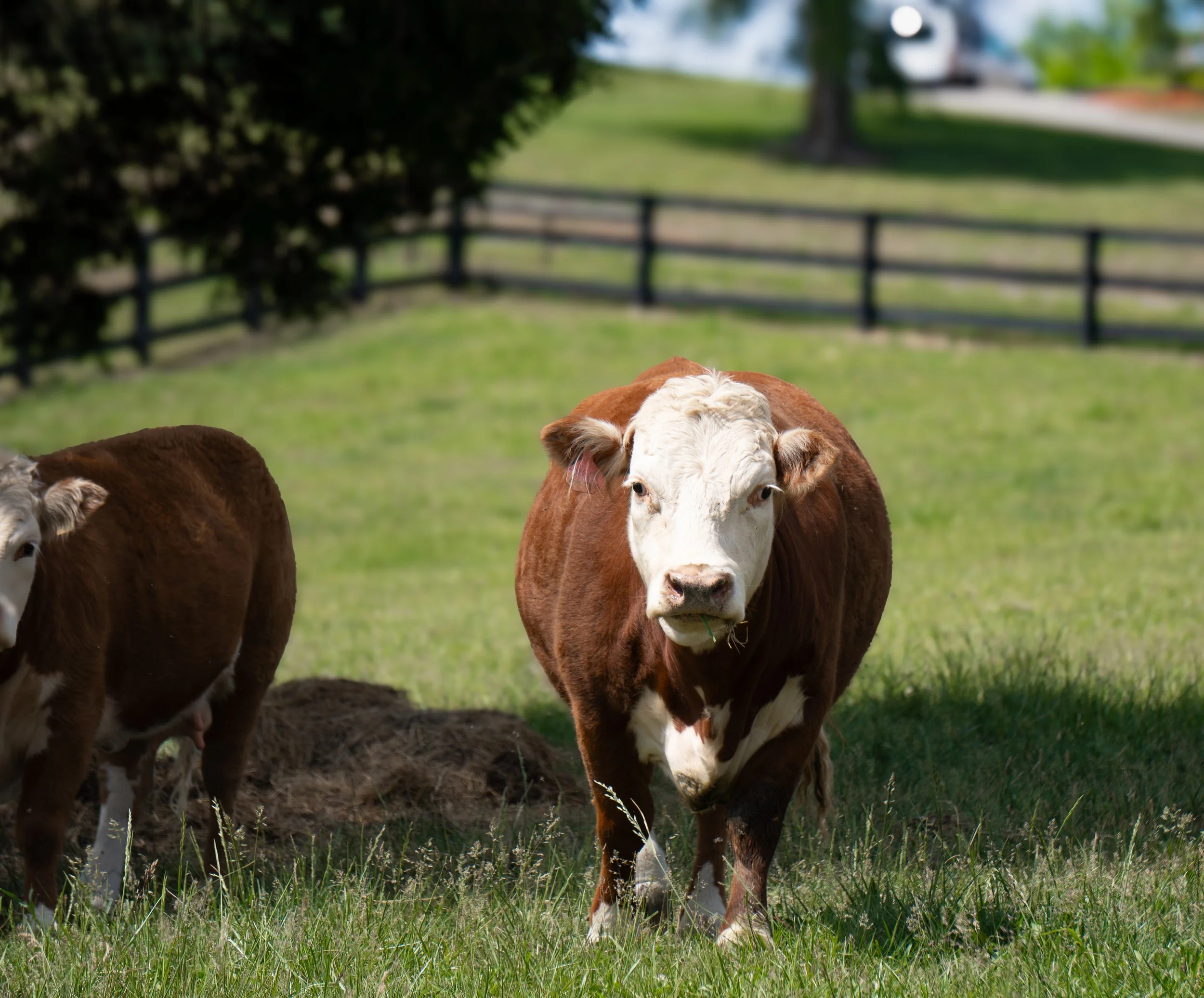 Mini Hereford Cows Springfield2