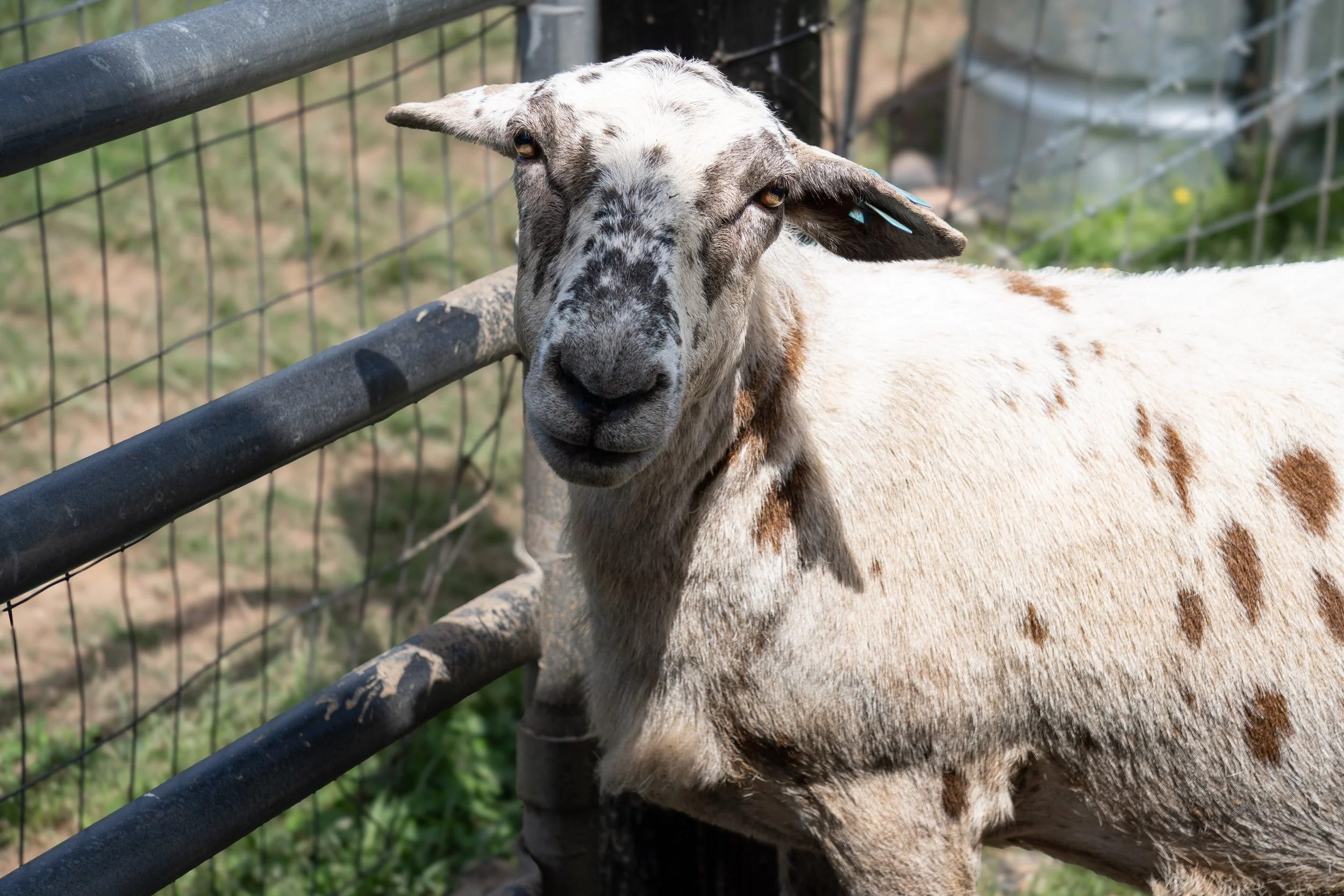 Katahdin Hair Sheep Springfield TN 2