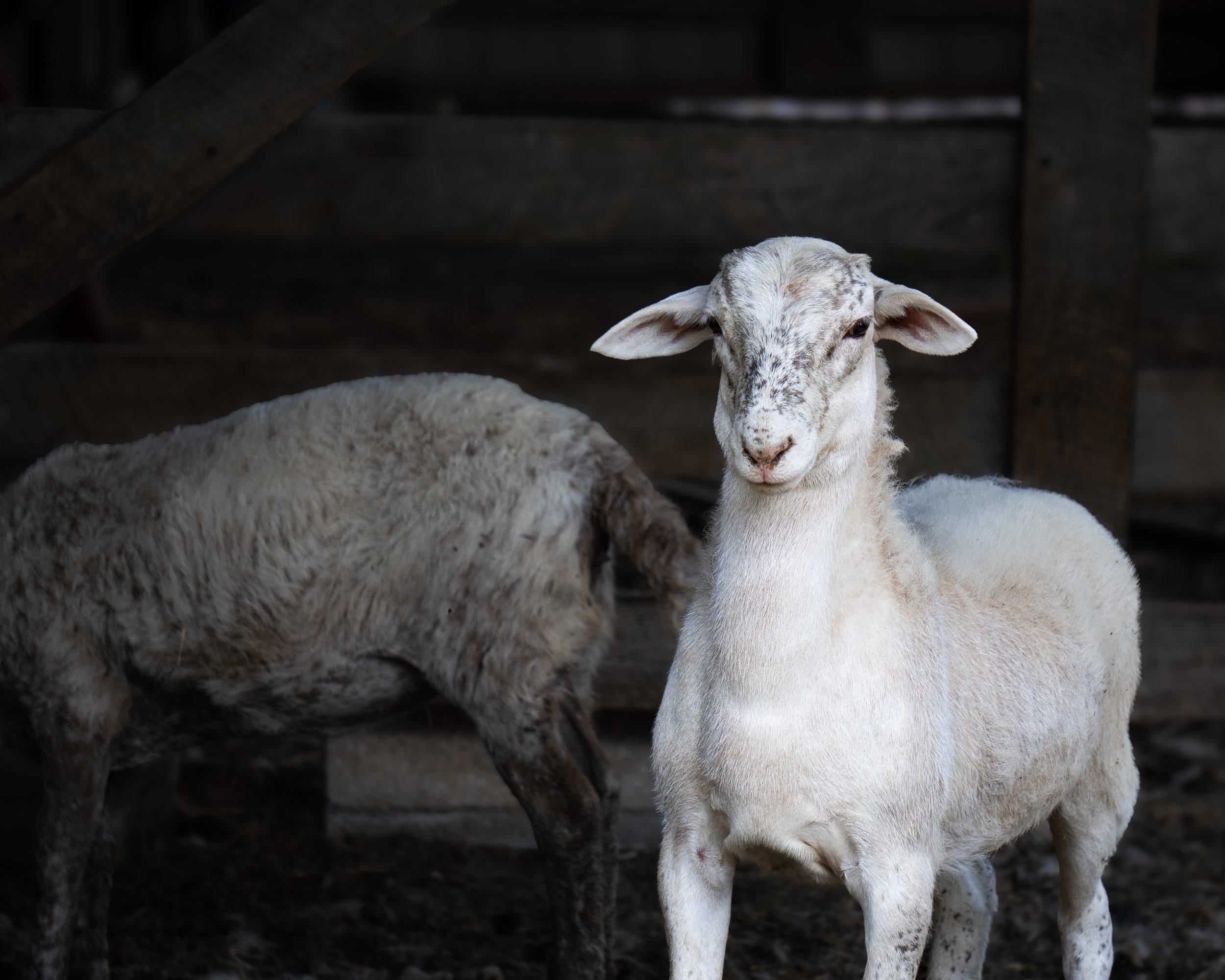 Katahdin Hair Sheep Springfield TN 3