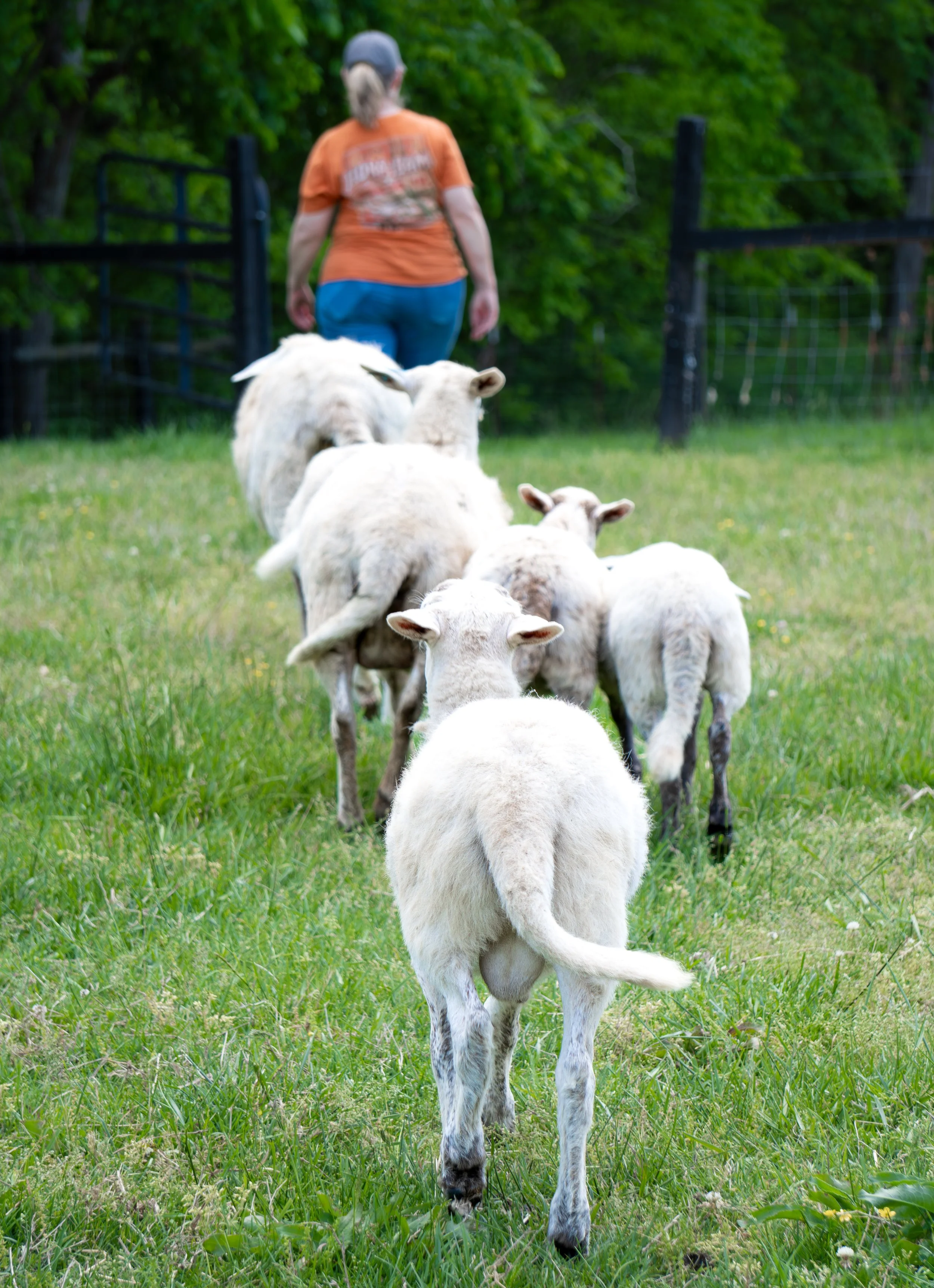 Katahdin Hair Sheep Springfield TN 4