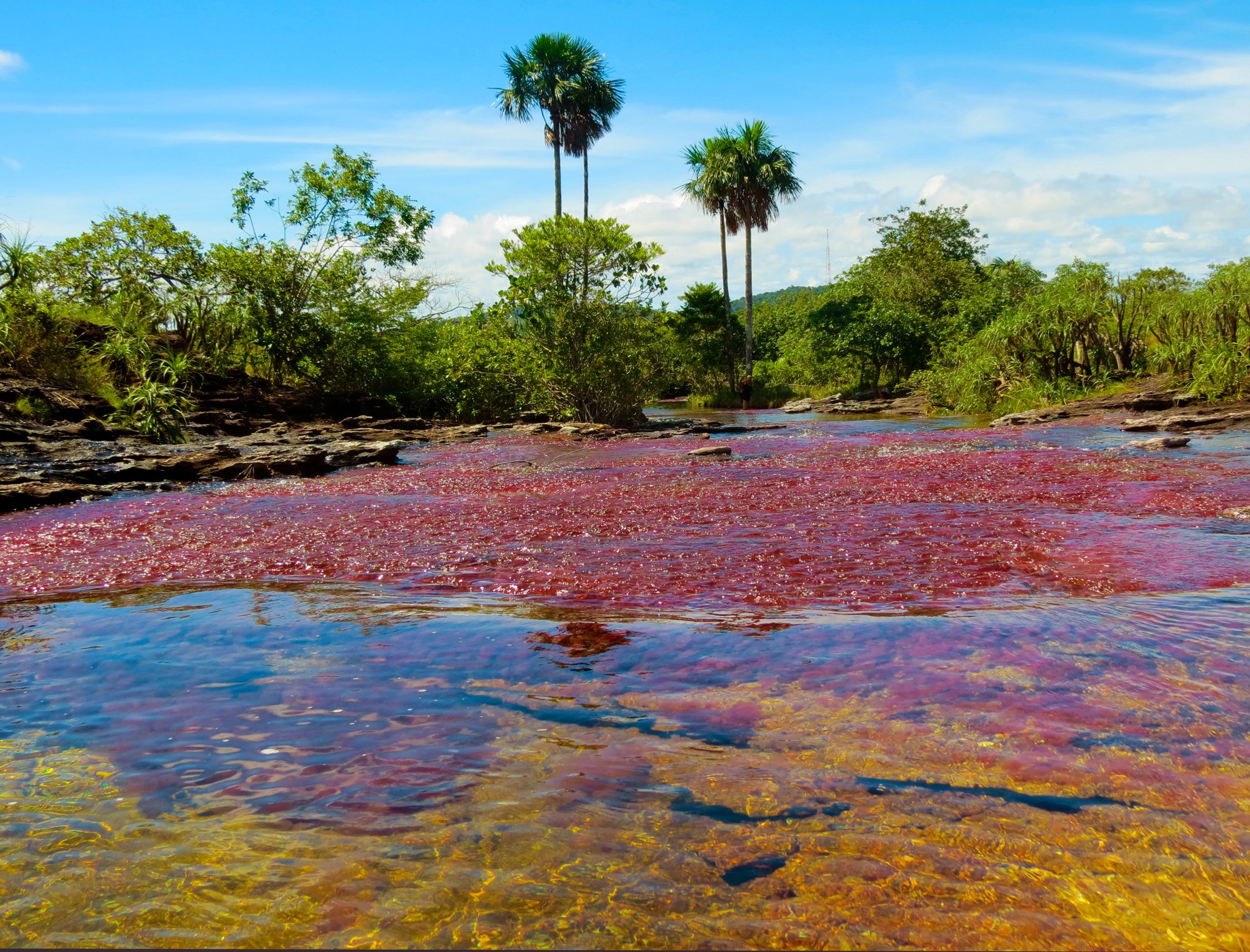 Vista de un río con agua de color rojizo y vegetación exuberante alrededor, incluyendo palmeras y otros árboles, bajo cielo despejado con algunas nubes.