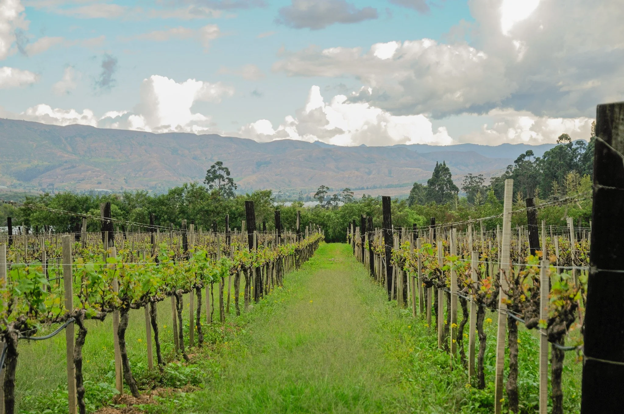 Viñedos con vides plantadas en hileras, rodeados de vegetación y árboles, con montañas y cielo con nubes en el fondo.