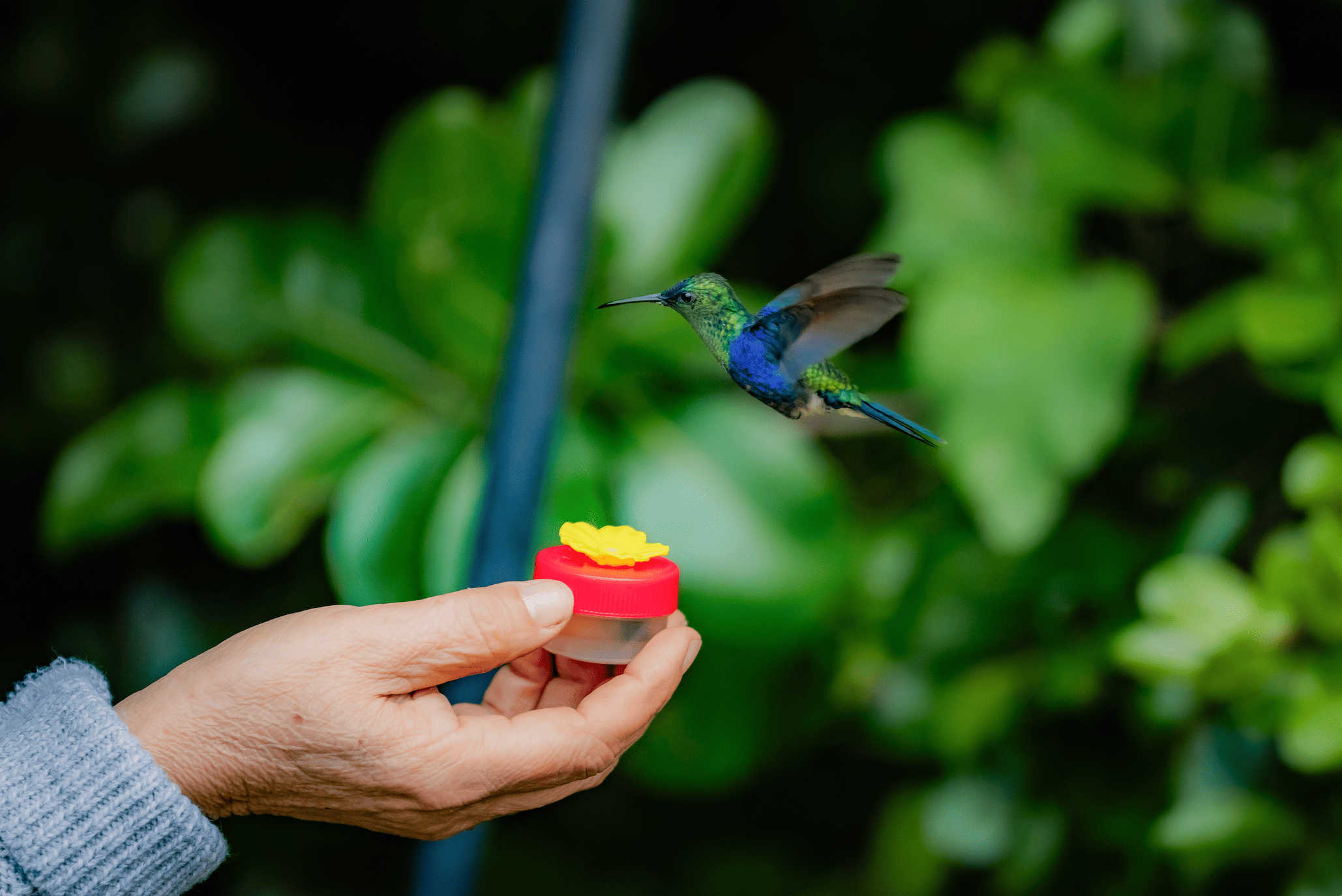 Una persona sostiene una botella con un líquido y un tapón en forma de flor, mientras una colibrí se acerca a ella.