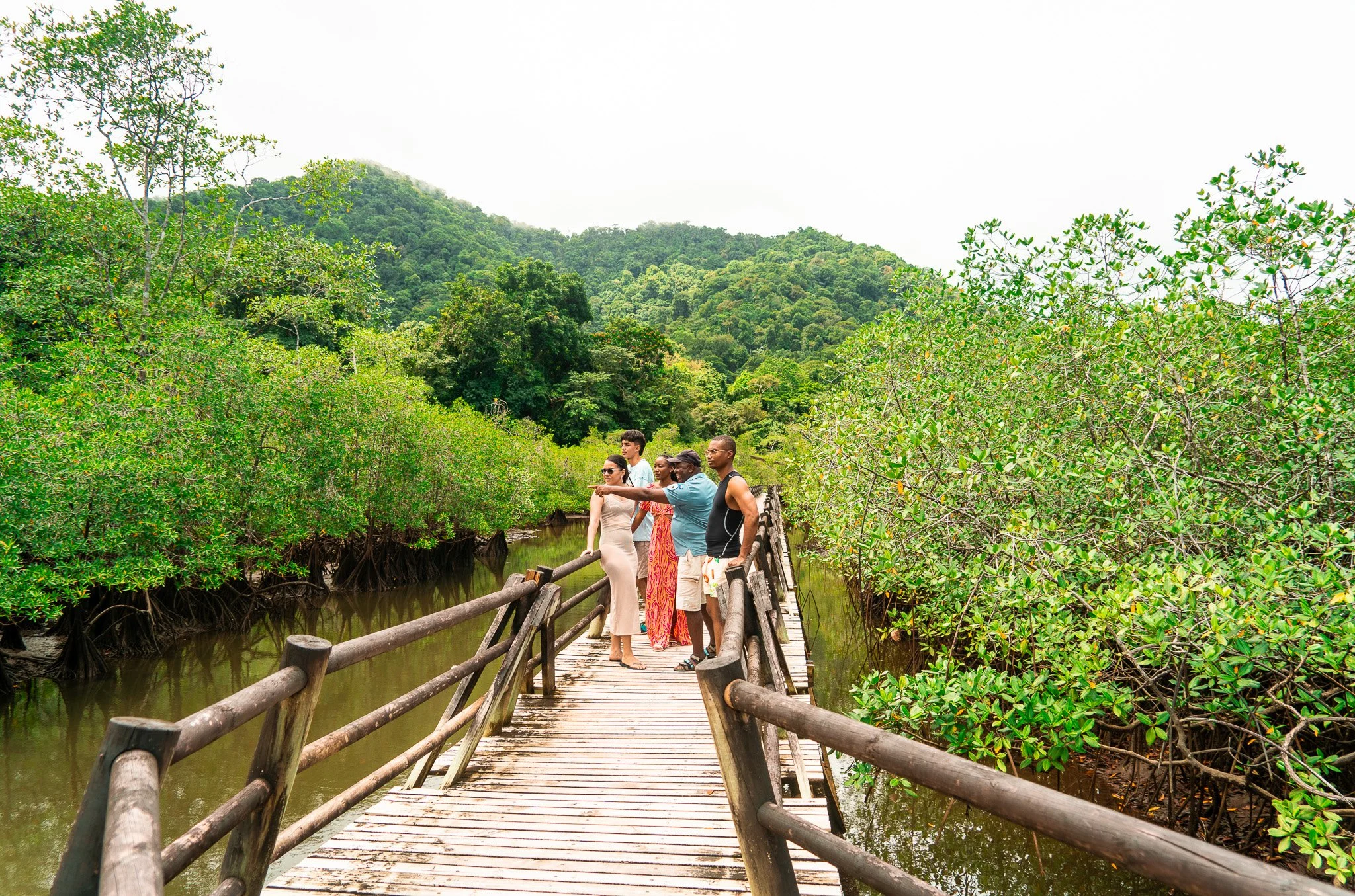 Grupo de personas caminando por un puente de madera en medio de un ecosistema de manglares con un fondo de vegetación de montaña.