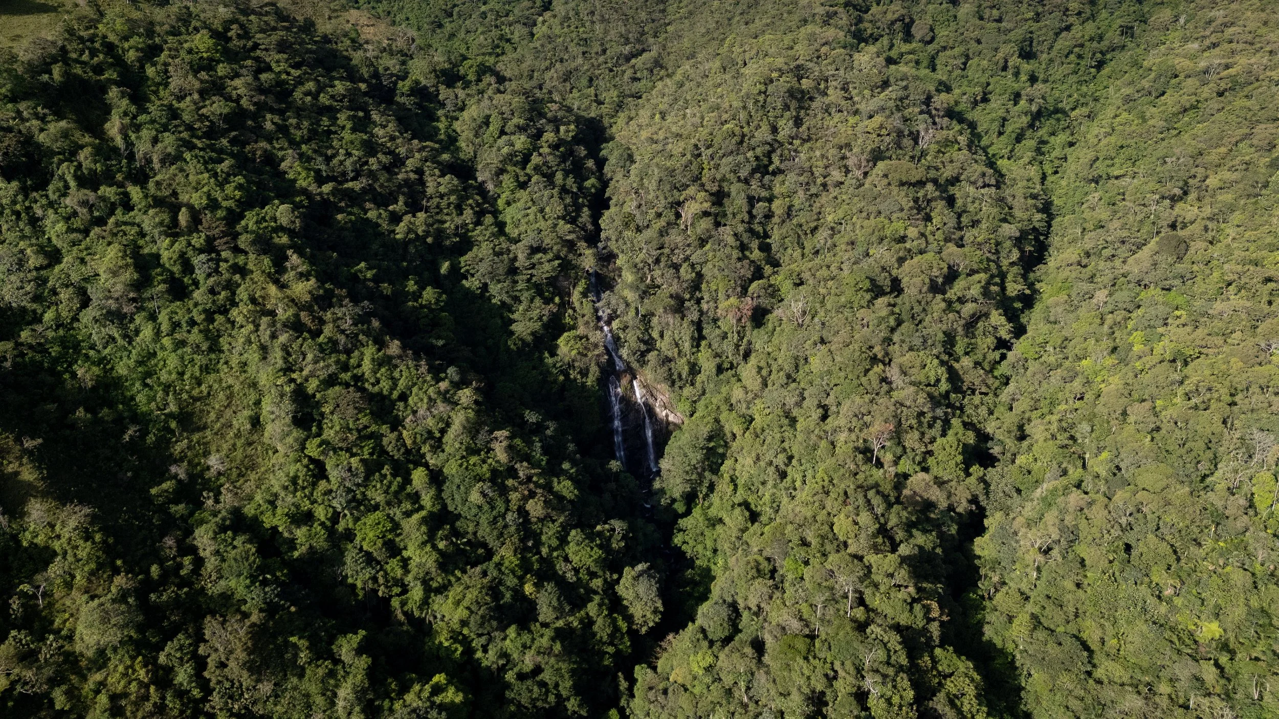 Vista aérea de un denso bosque verde con una pequeña cascada en el centro.