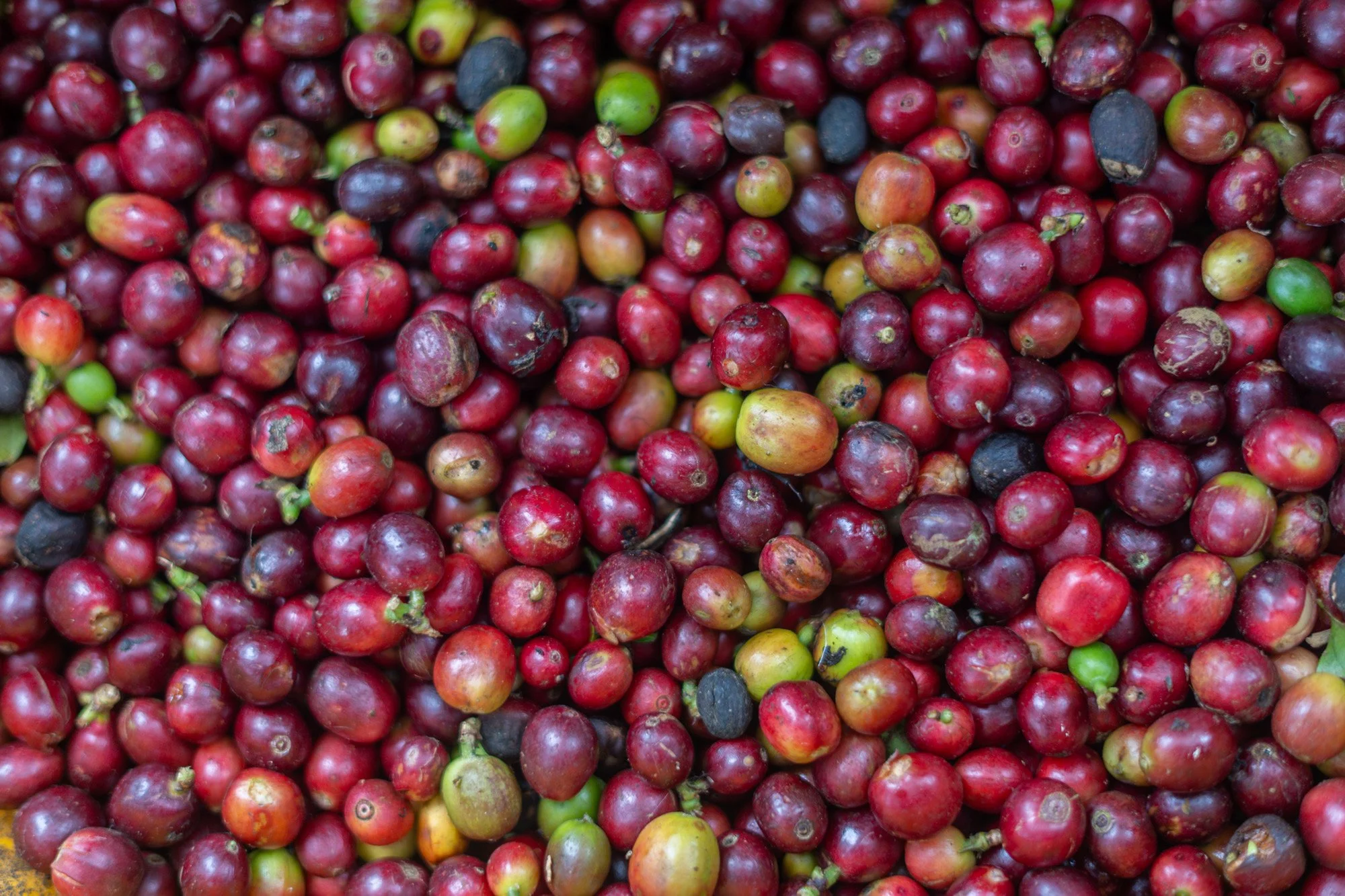 Una gran cantidad de granos de café en diferentes etapas de maduración, de color rojo, verde y negro.