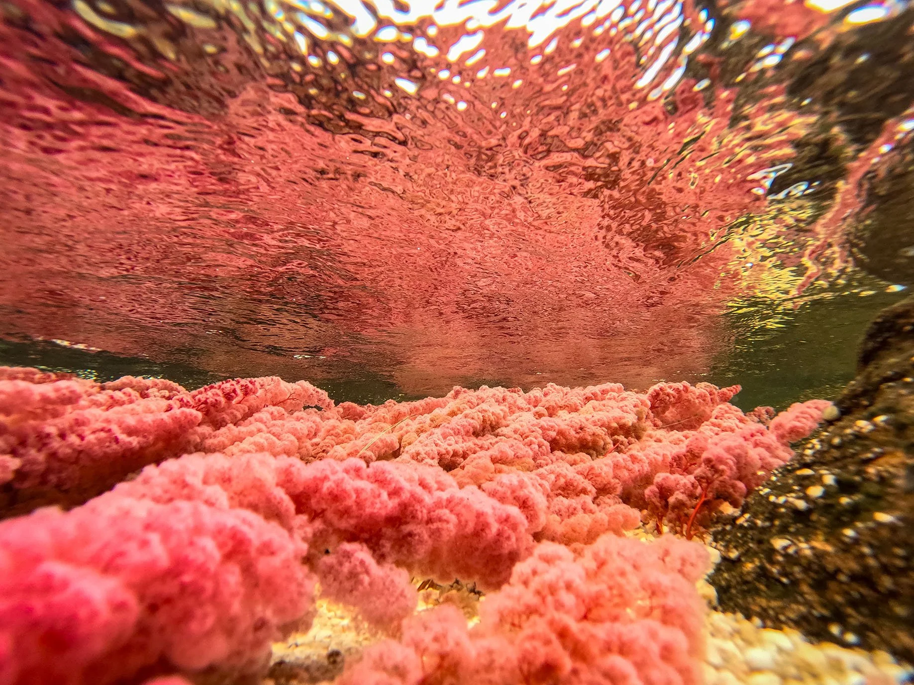 Vista de un arrecife de coral colorido con corales rosados y agua cristalina encima.