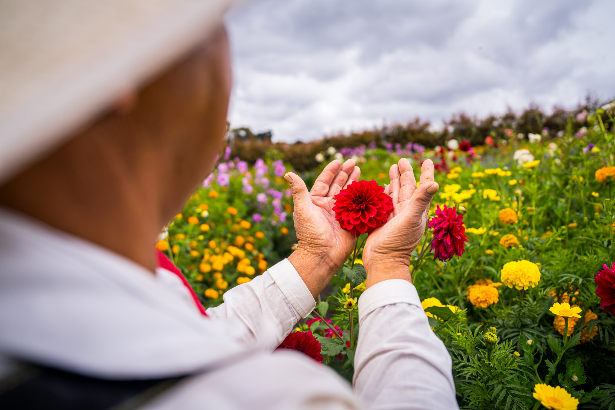 Persona adulta sosteniendo una flor roja en un campo de flores variadas bajo un cielo nublado