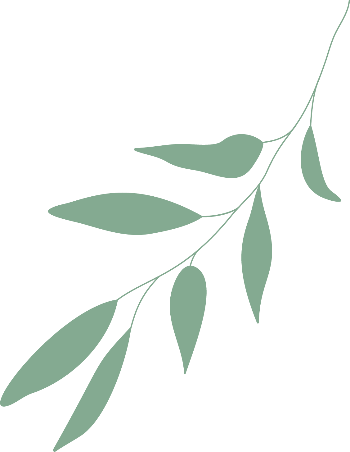 Ilustración de una rama con hojas verdes largas y estrechas.