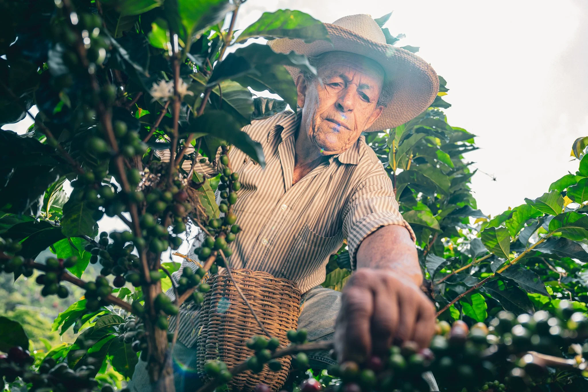 Anciano cosechando granos de café en una plantación, lleva un sombrero de paja y una camisa a rayas.