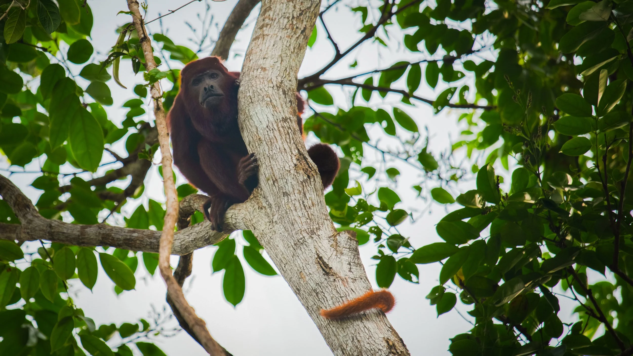 Un orangután joven sobre un árbol verde en la selva de Surikí, Tubo, Colombia.