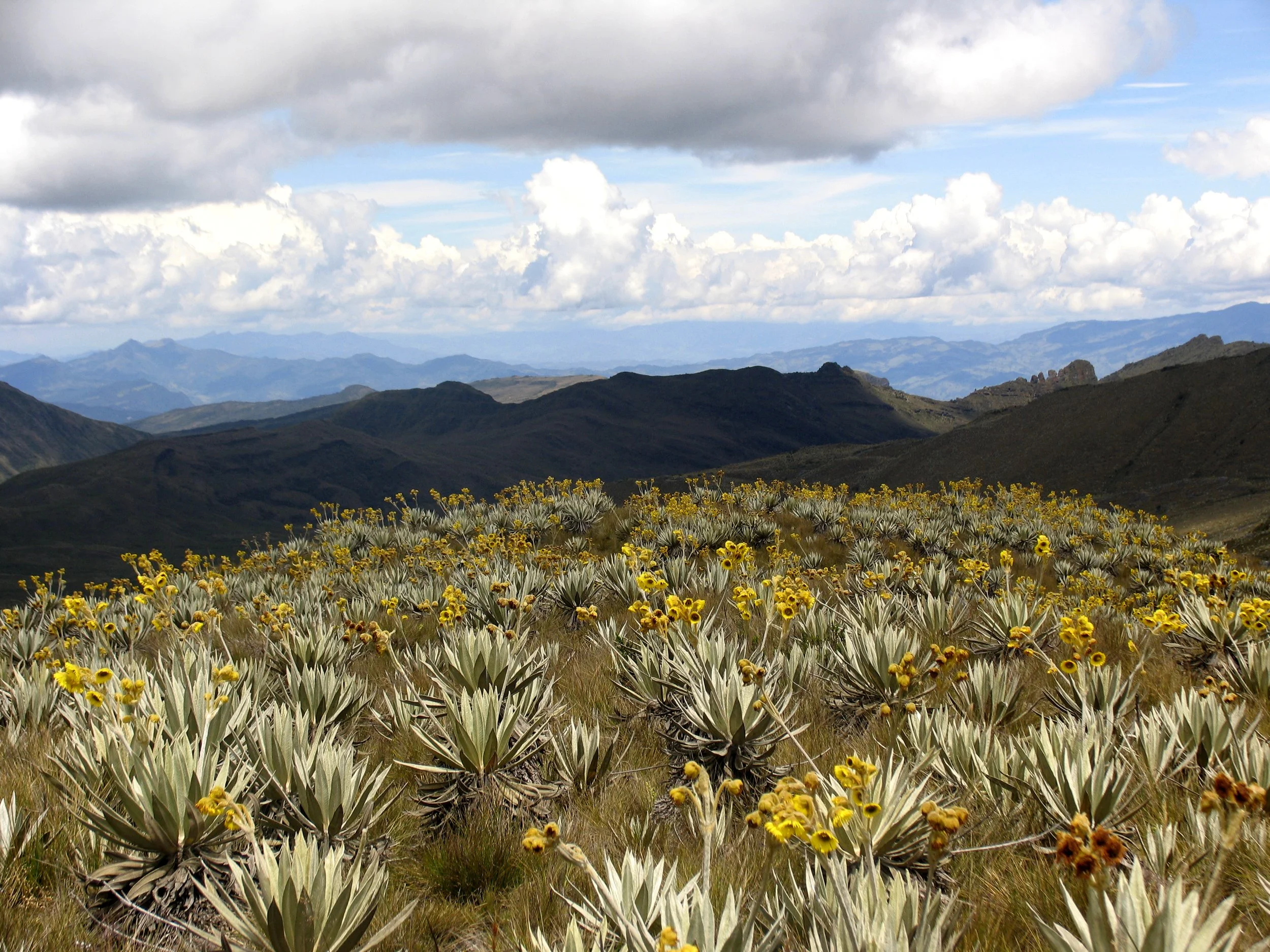 Paisaje montañoso con nubes, cielo azul y vegetación de plantas con flores amarillas en primer plano