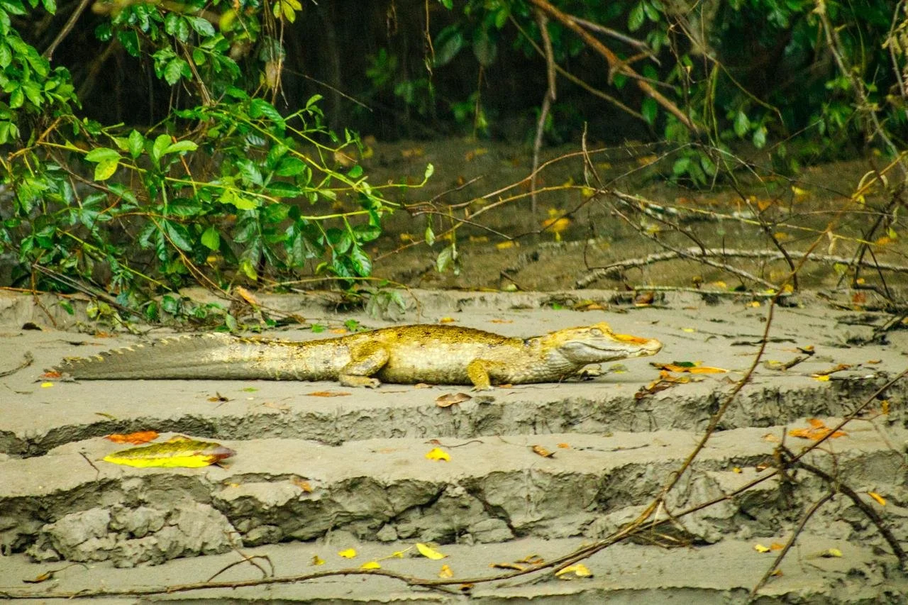 GUAJIRA